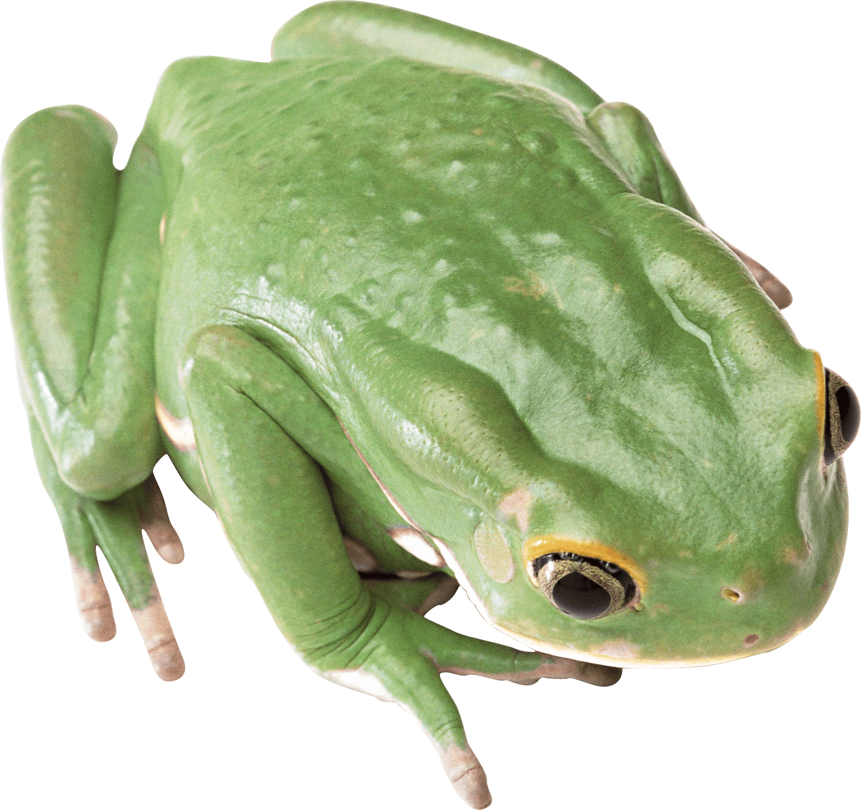 green Frog PNG Image