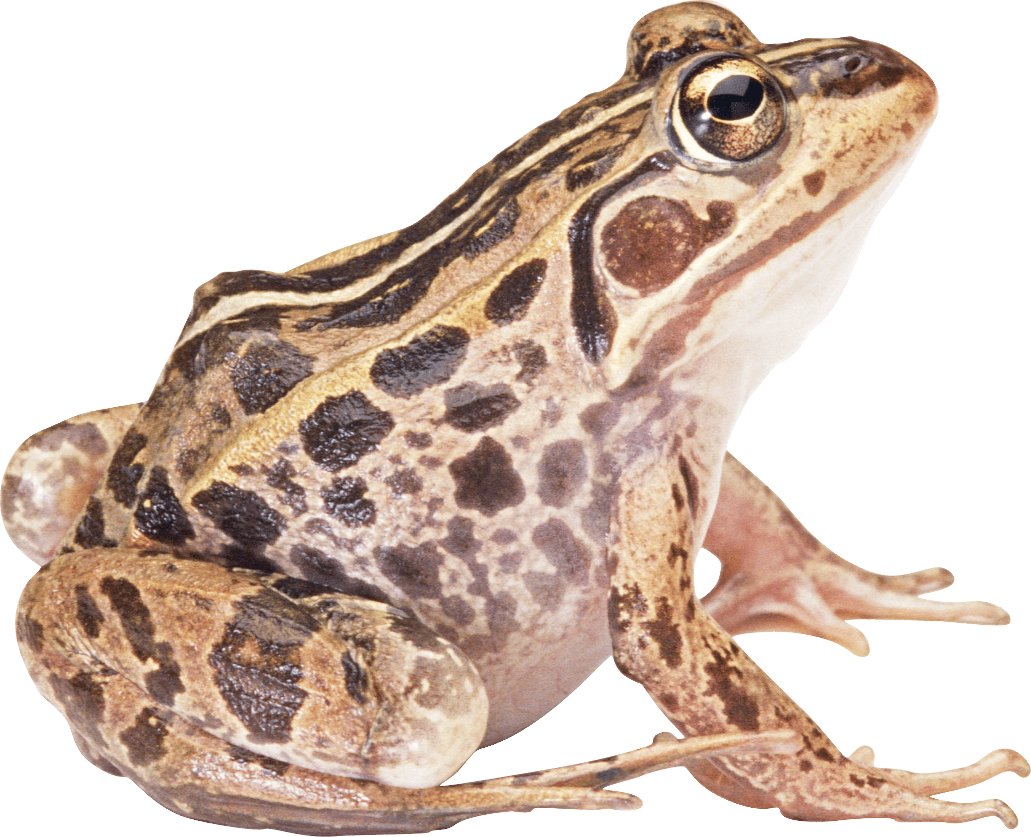 brown toad PNG Image