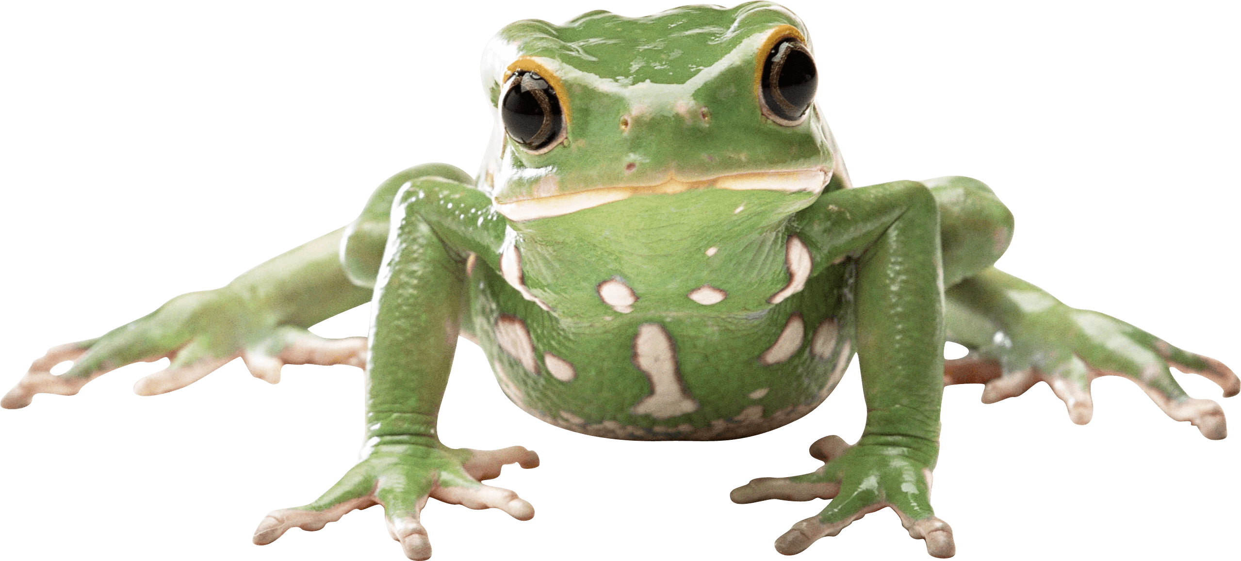 green frog PNG Image