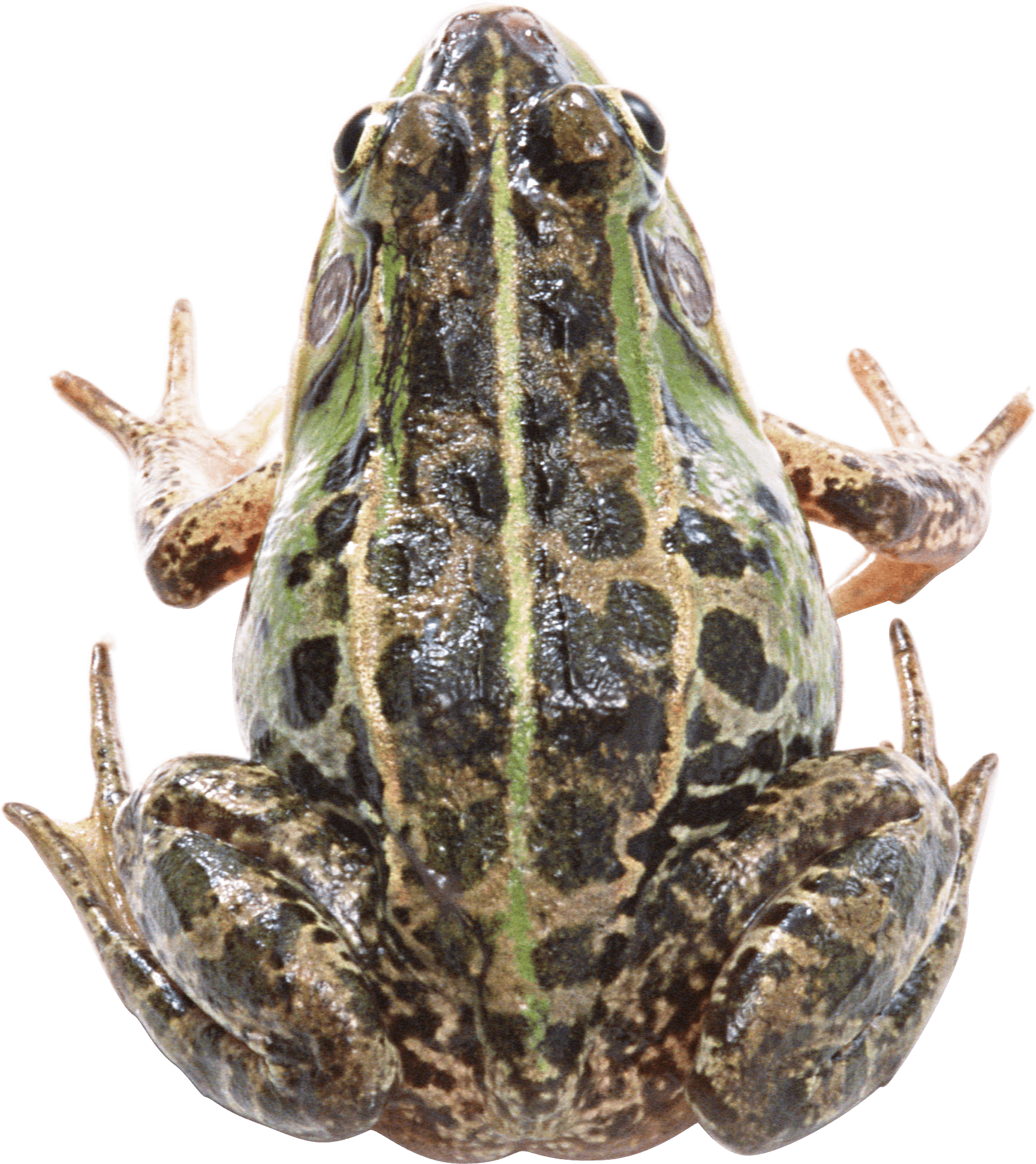 black frog PNG Image - PurePNG | Free transparent CC0 PNG ...