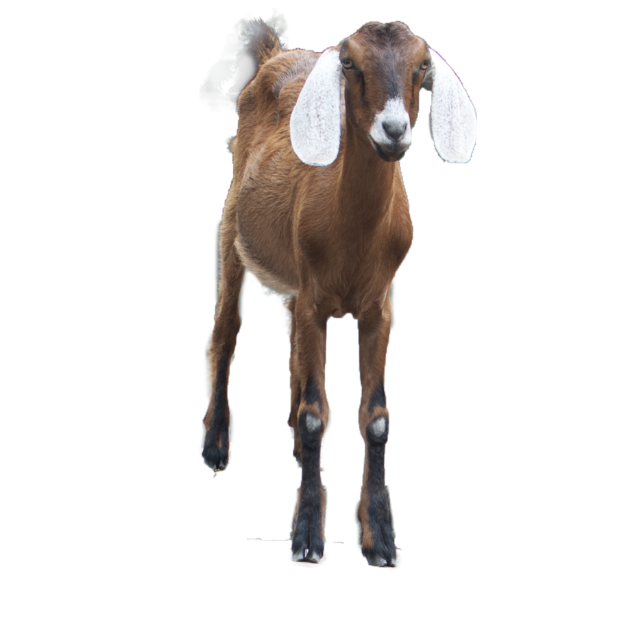 Brown Goat PNG Image