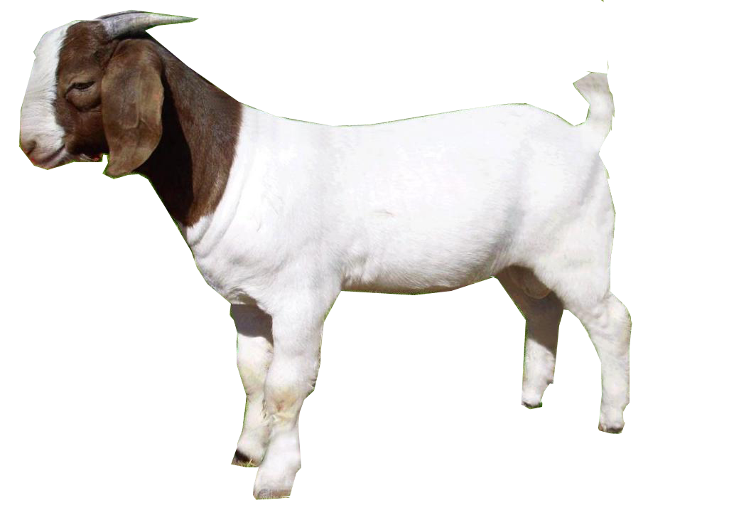 goat PNG Image