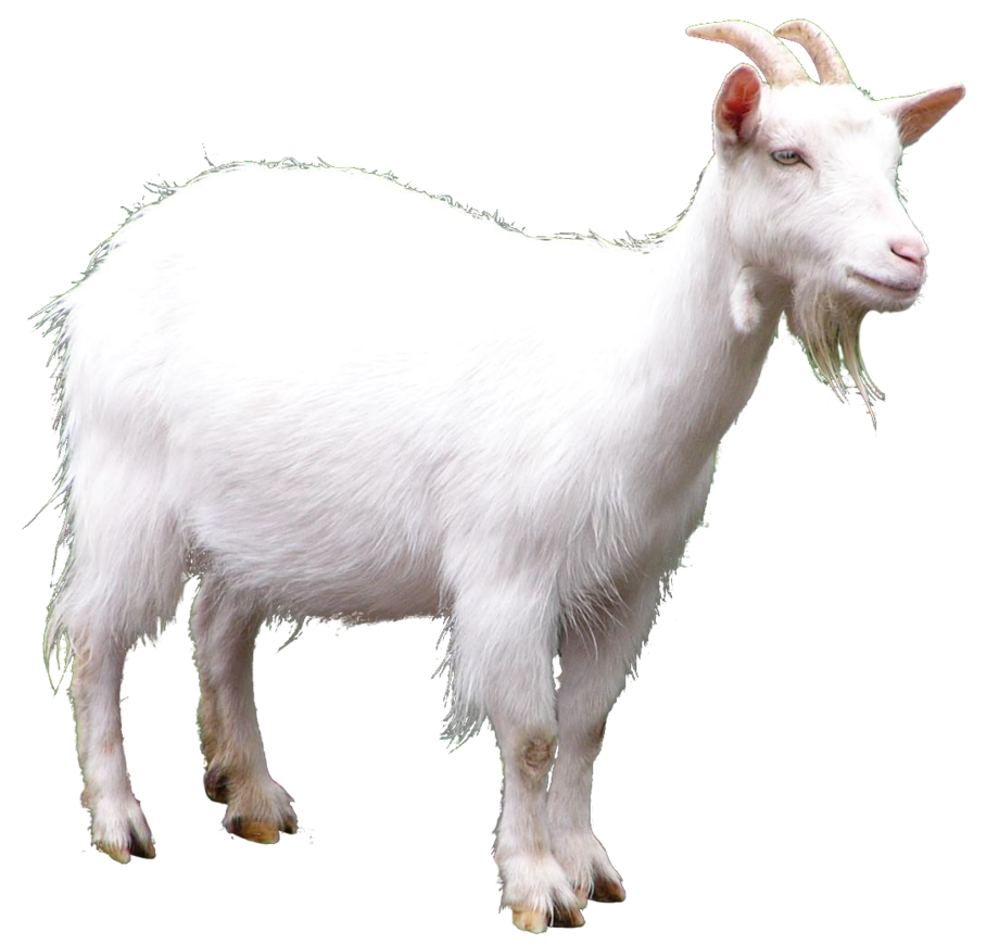 white goat PNG Image