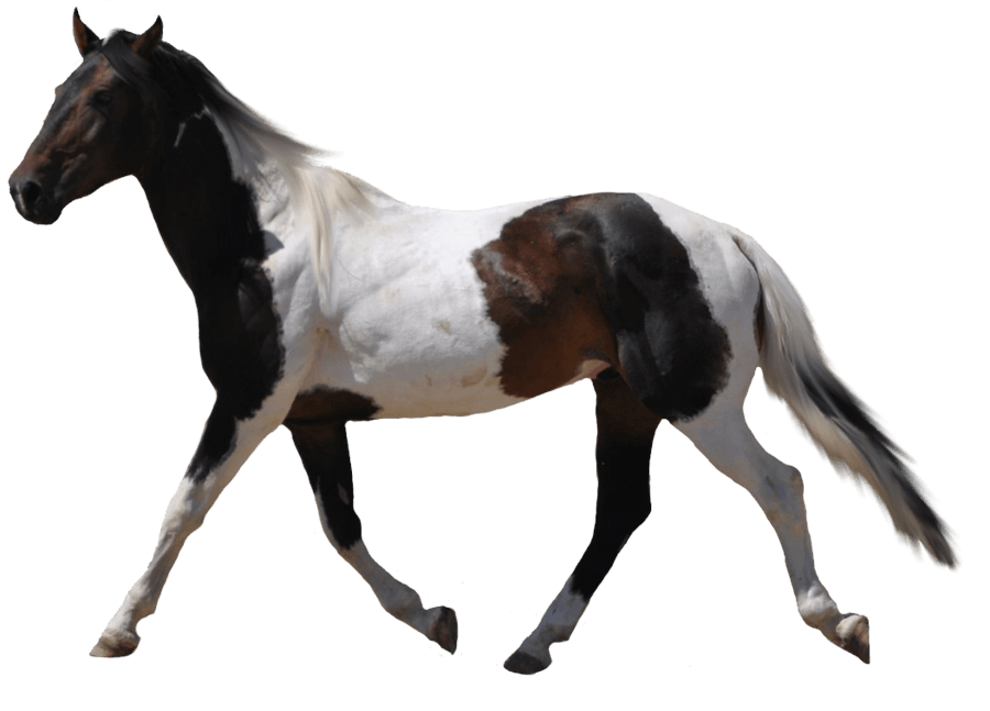 black white and brown horse PNG Image