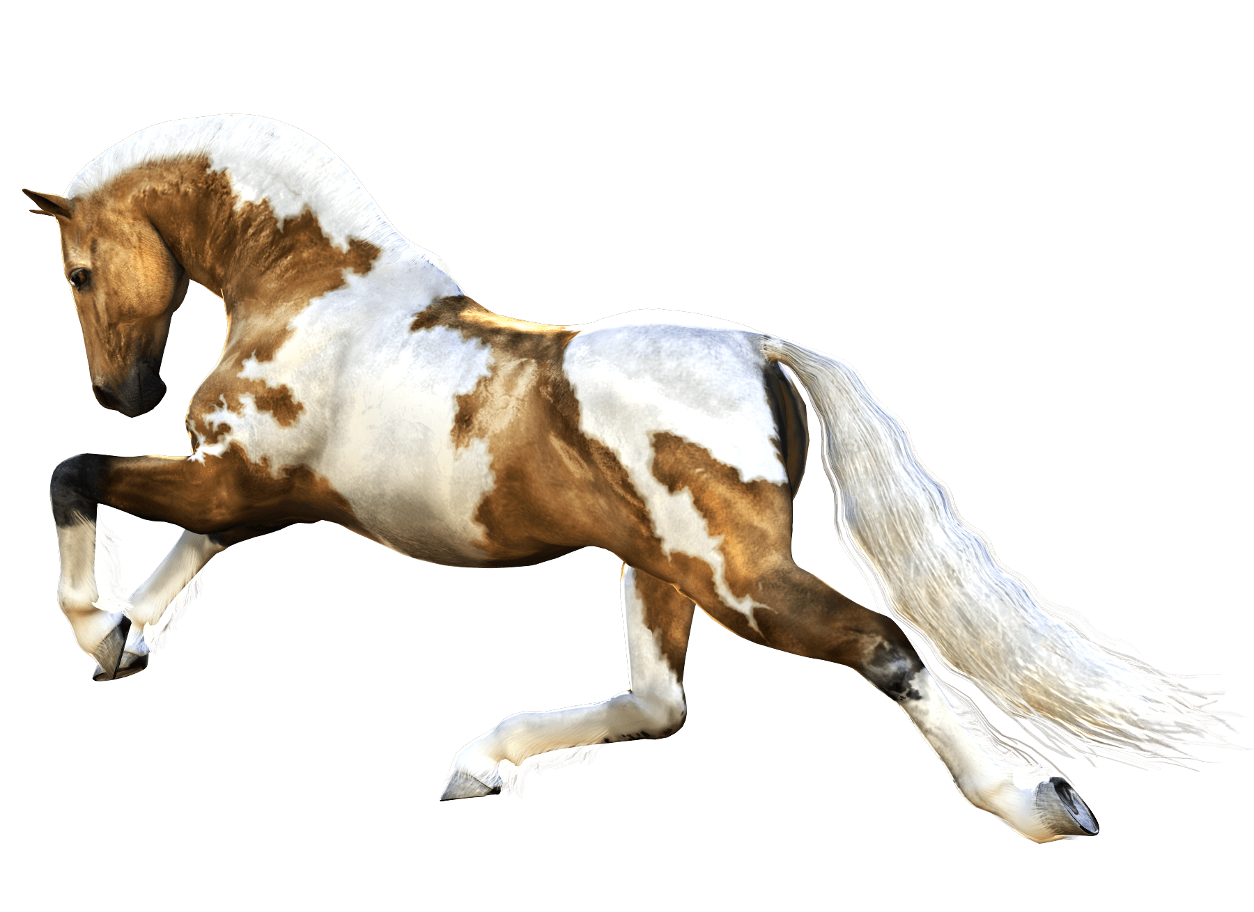 brown and white horse PNG Image