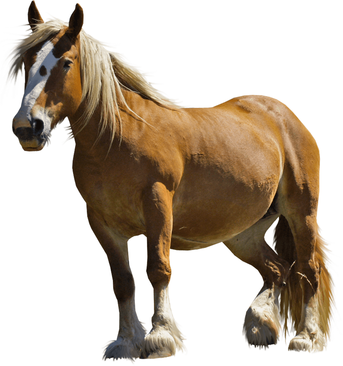 Brown fat horse PNG Image
