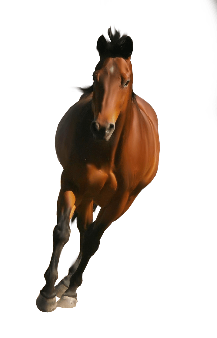 Brown Horse PNG Image
