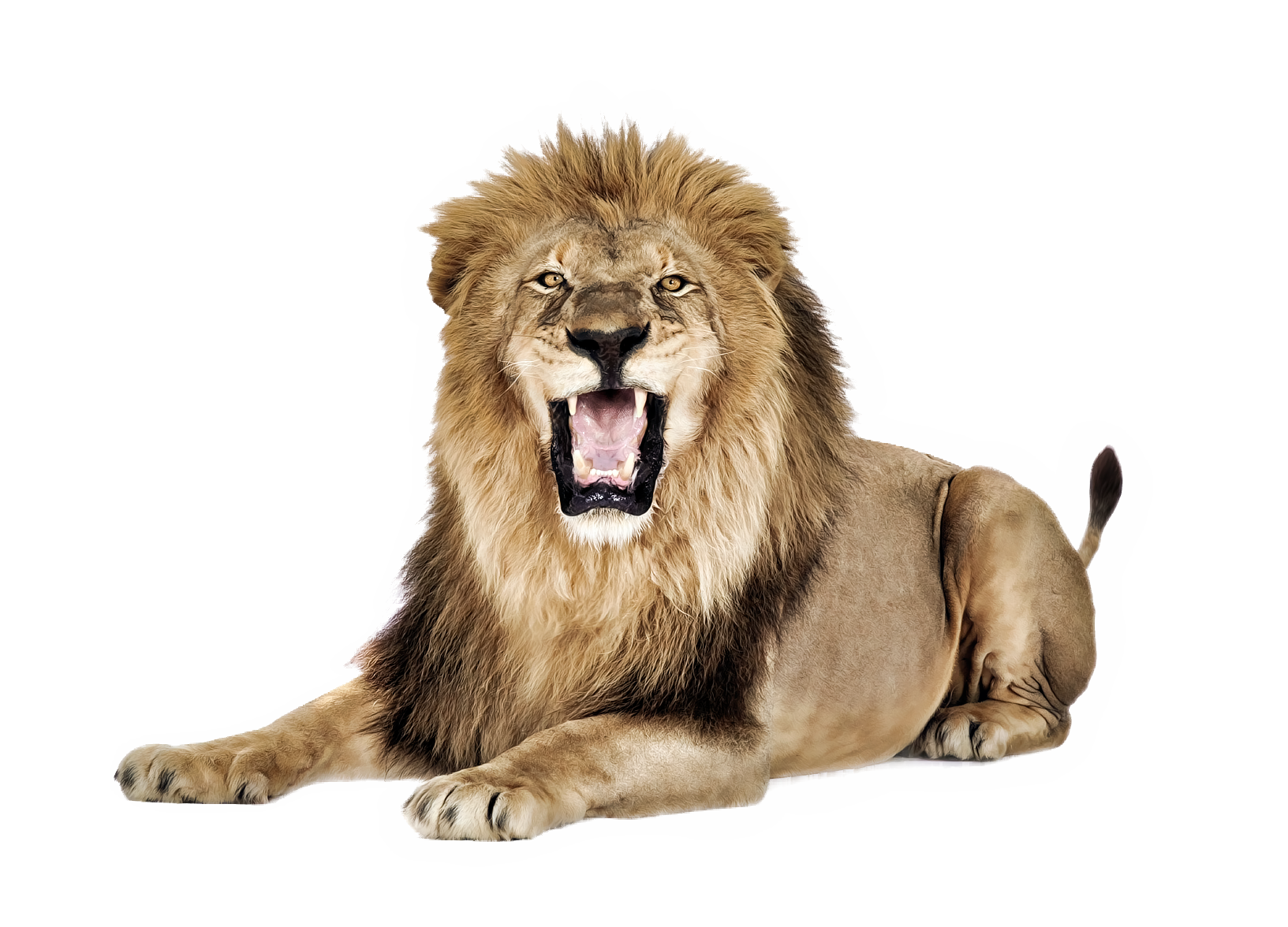 Lion Roar Png