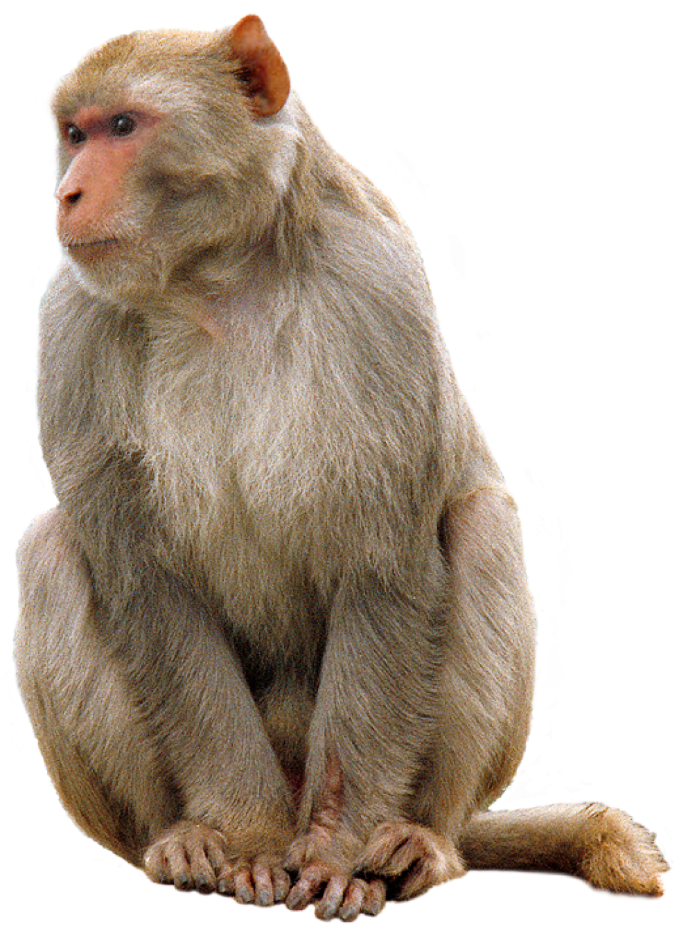 Monkey PNG Image