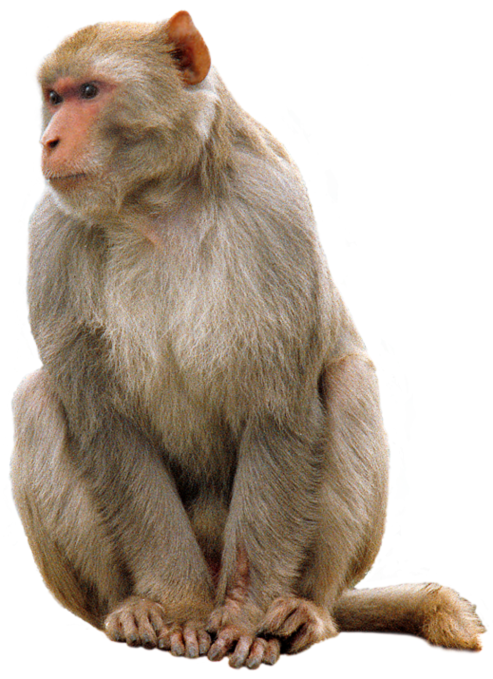 Monkey PNG  Image PurePNG Free transparent CC0 PNG  