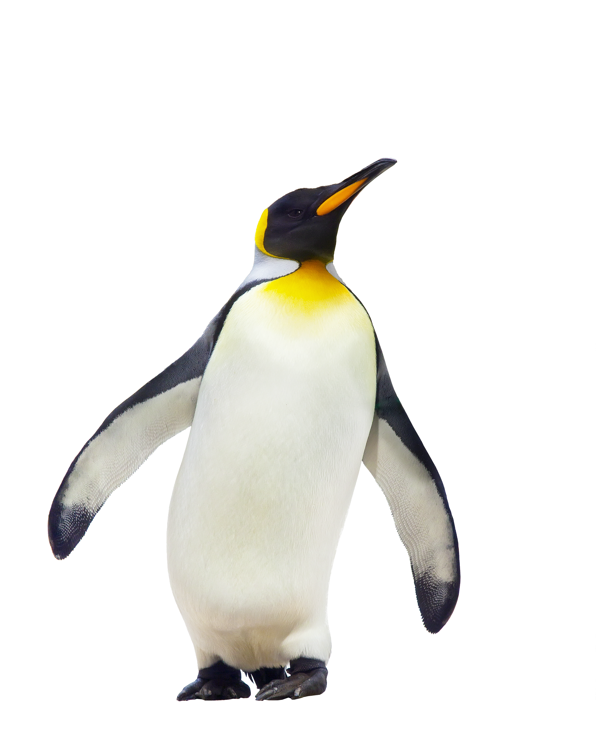 Penguin walking PNG Image