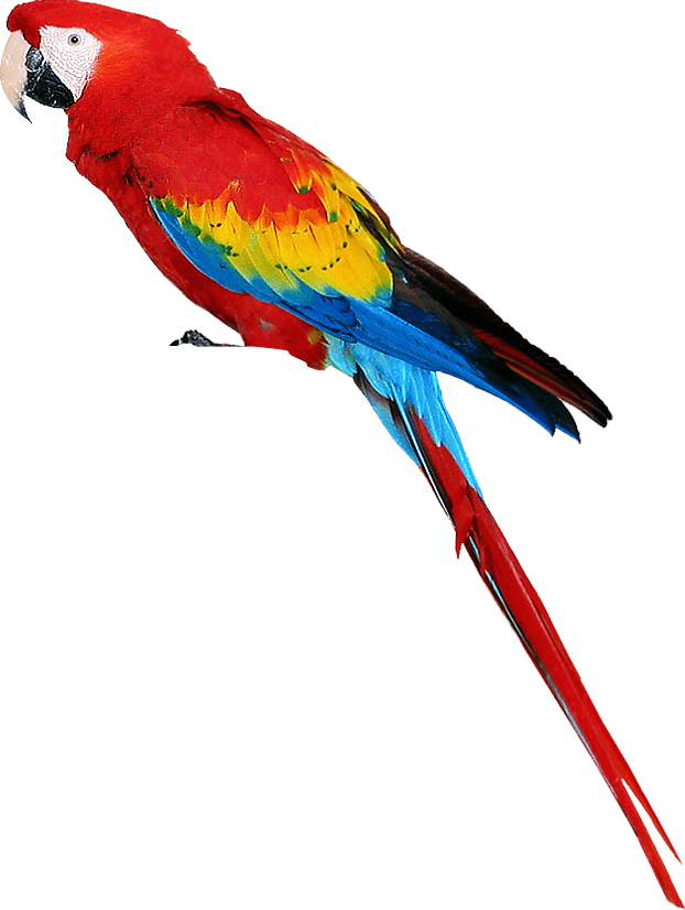 colorful parrot standing PNG Image