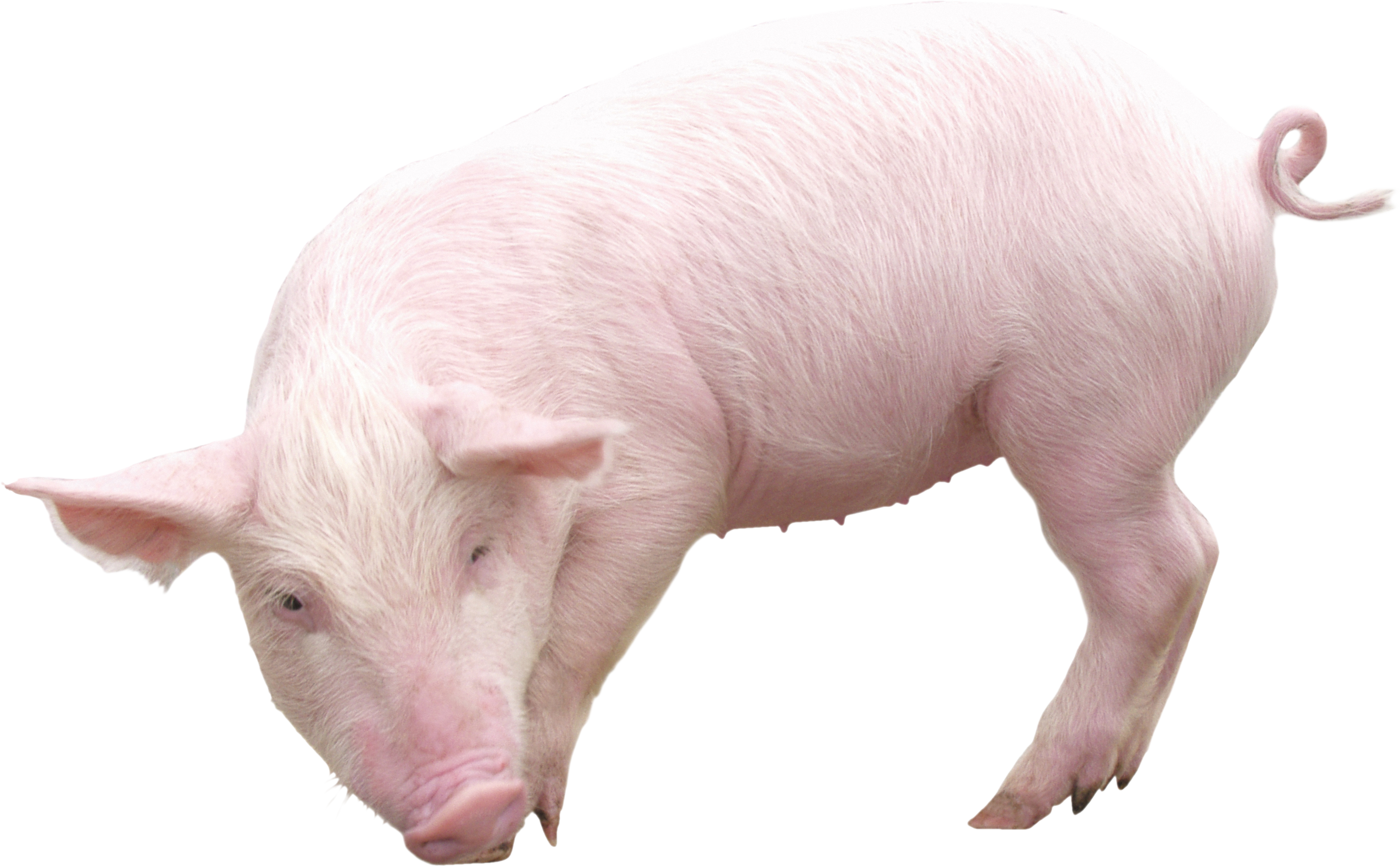 Pig from sideview PNG Image