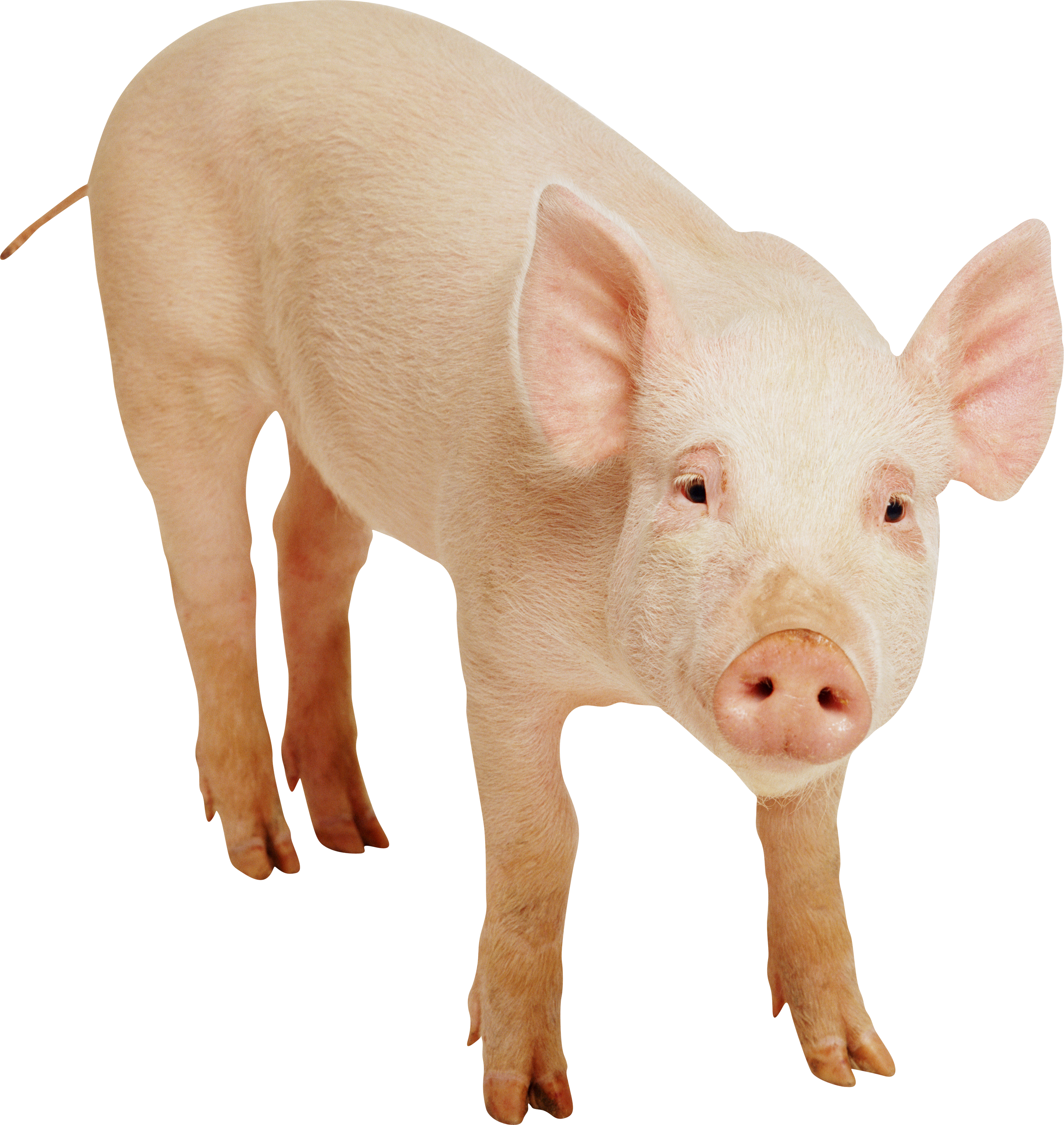 Pig frontview PNG Image