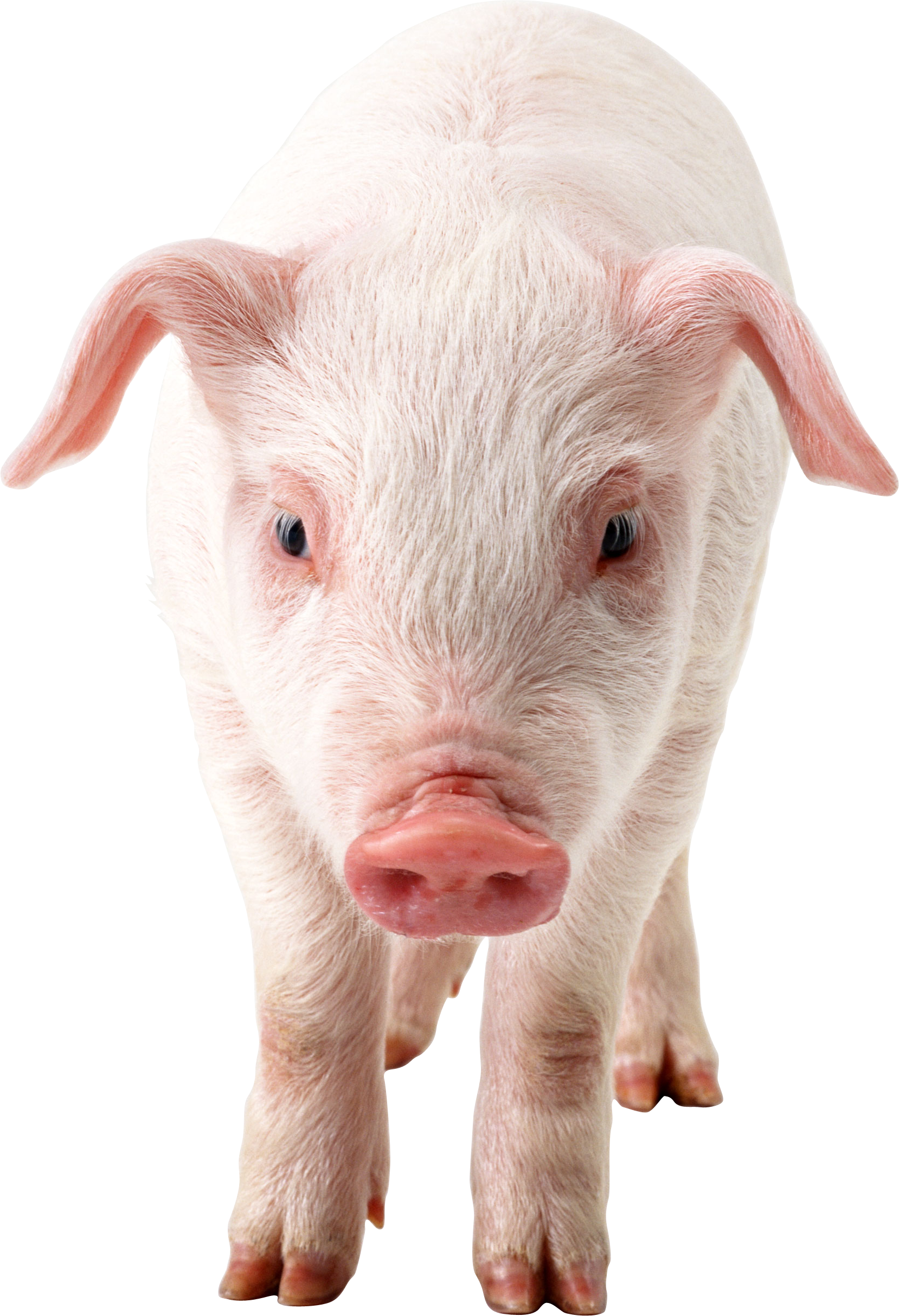 Pig frontview PNG Image