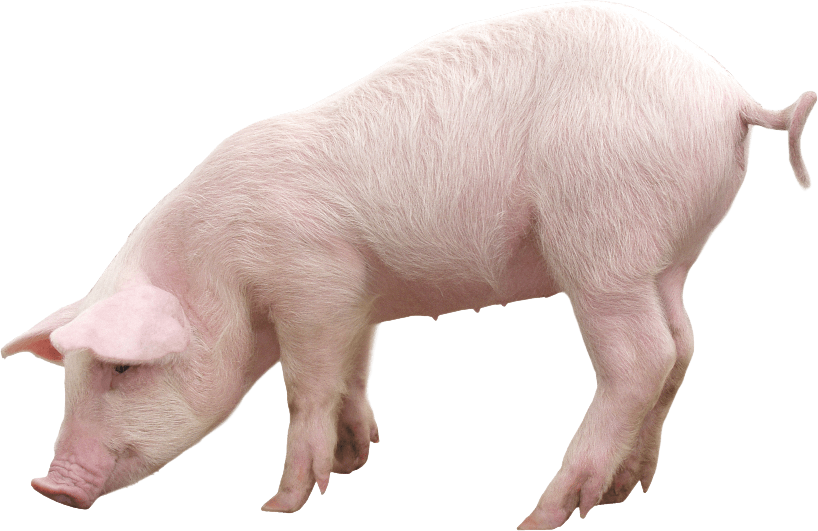 pink pig PNG Image