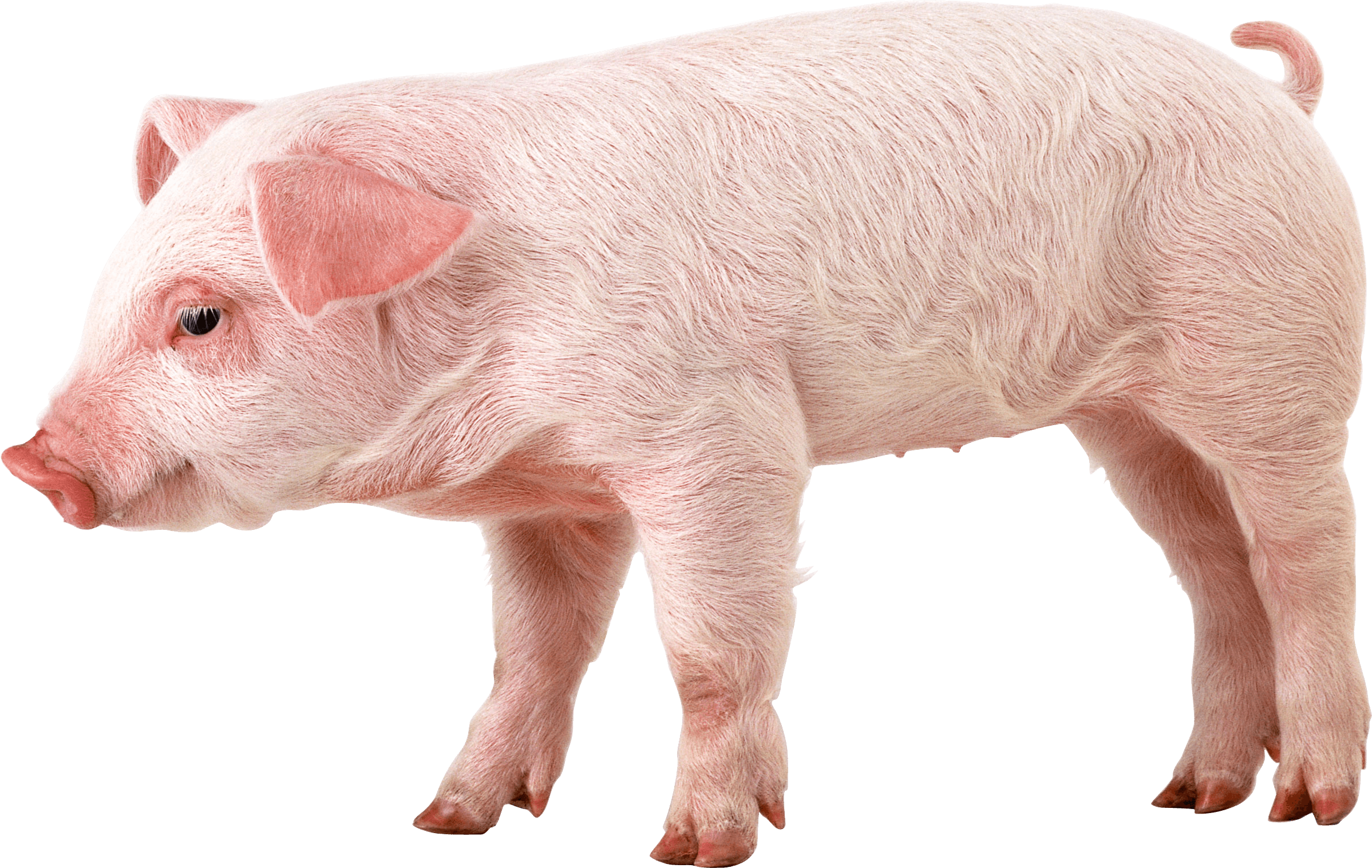 pink pig PNG Image