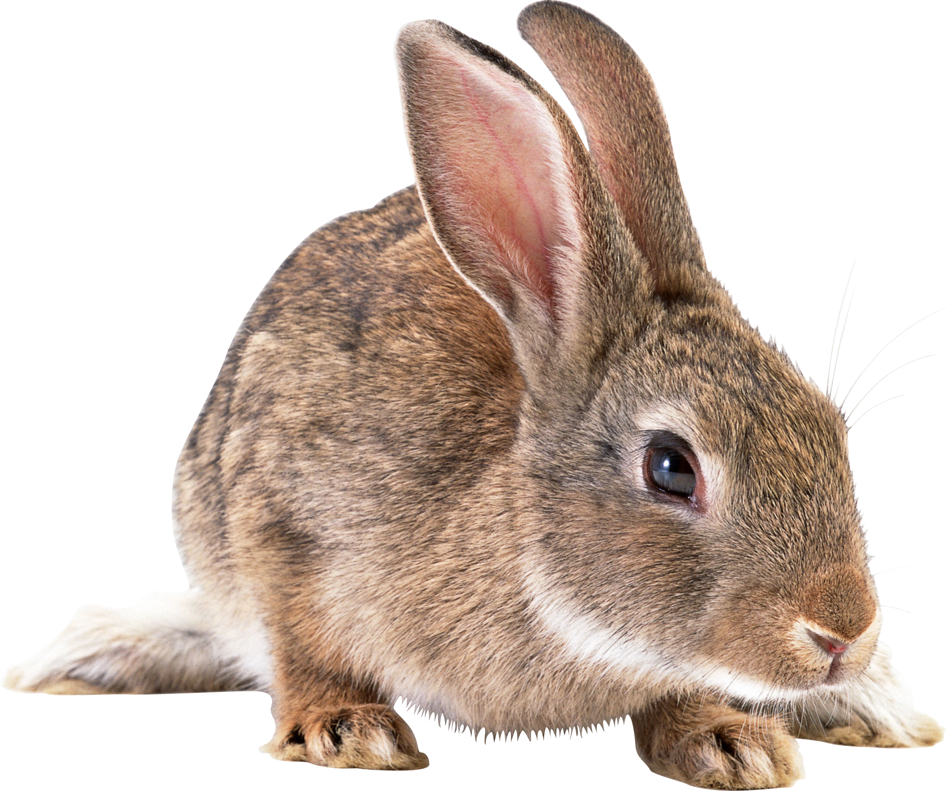 Cute brown rabbit PNG Image