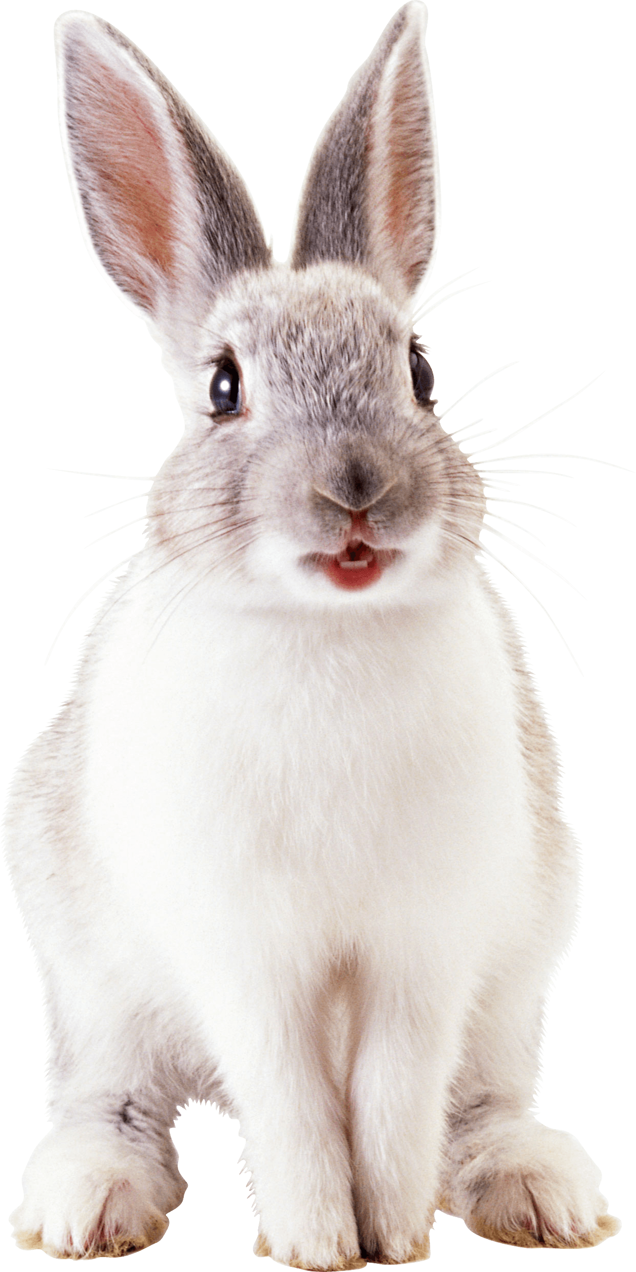 white cute rabbit PNG Image