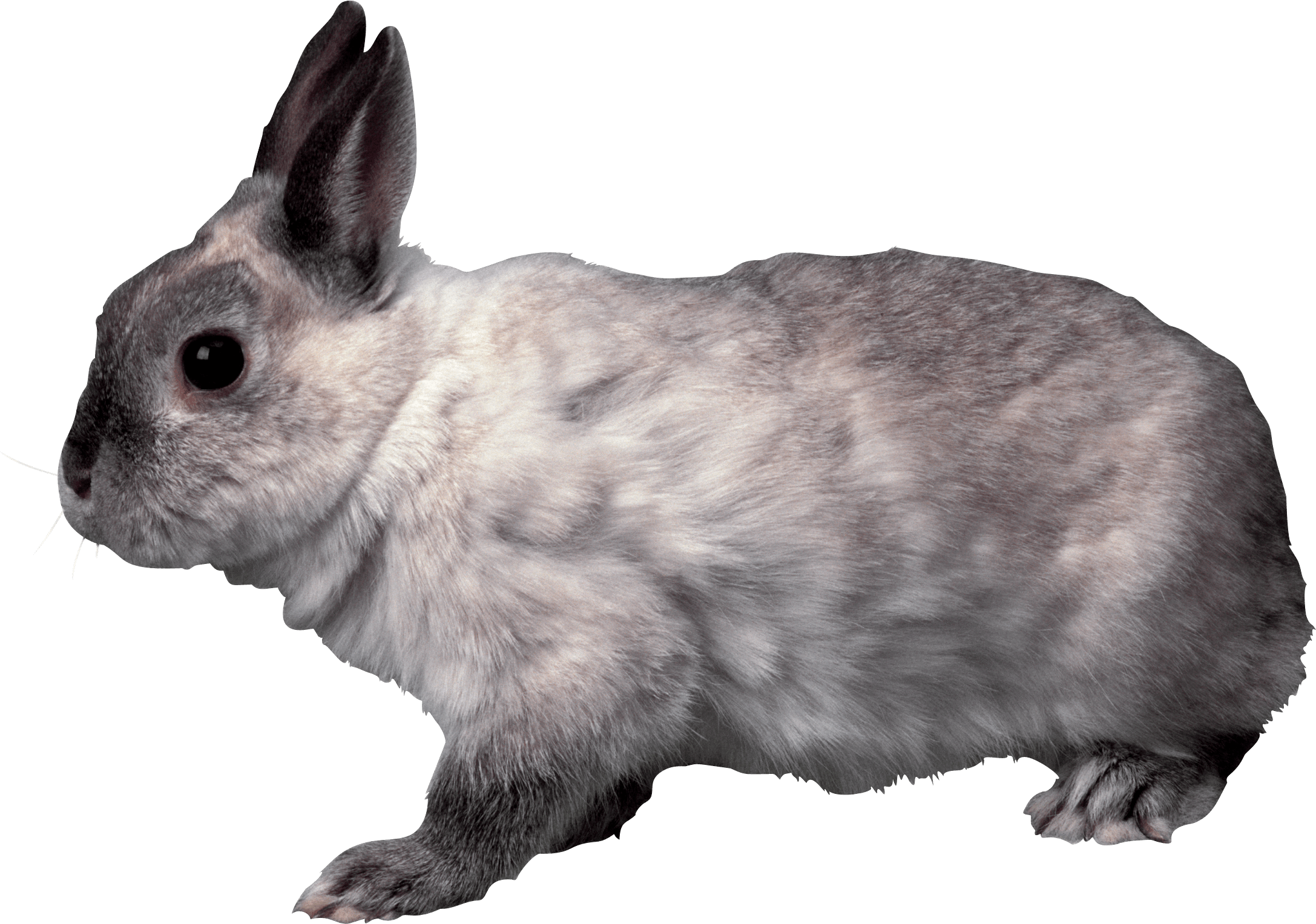 grey rabbit sideview PNG Image