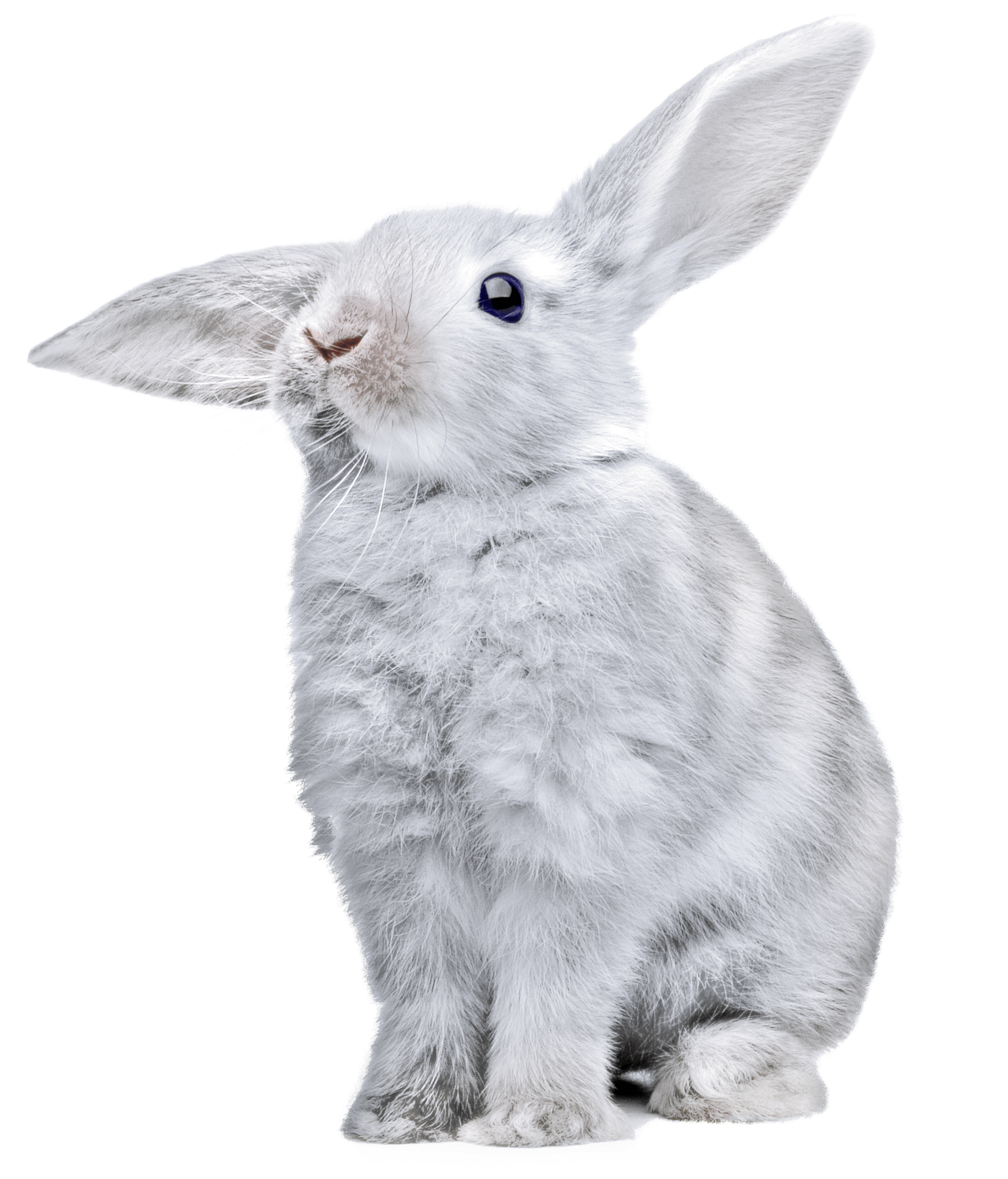 white rabbit with huge ears PNG Image