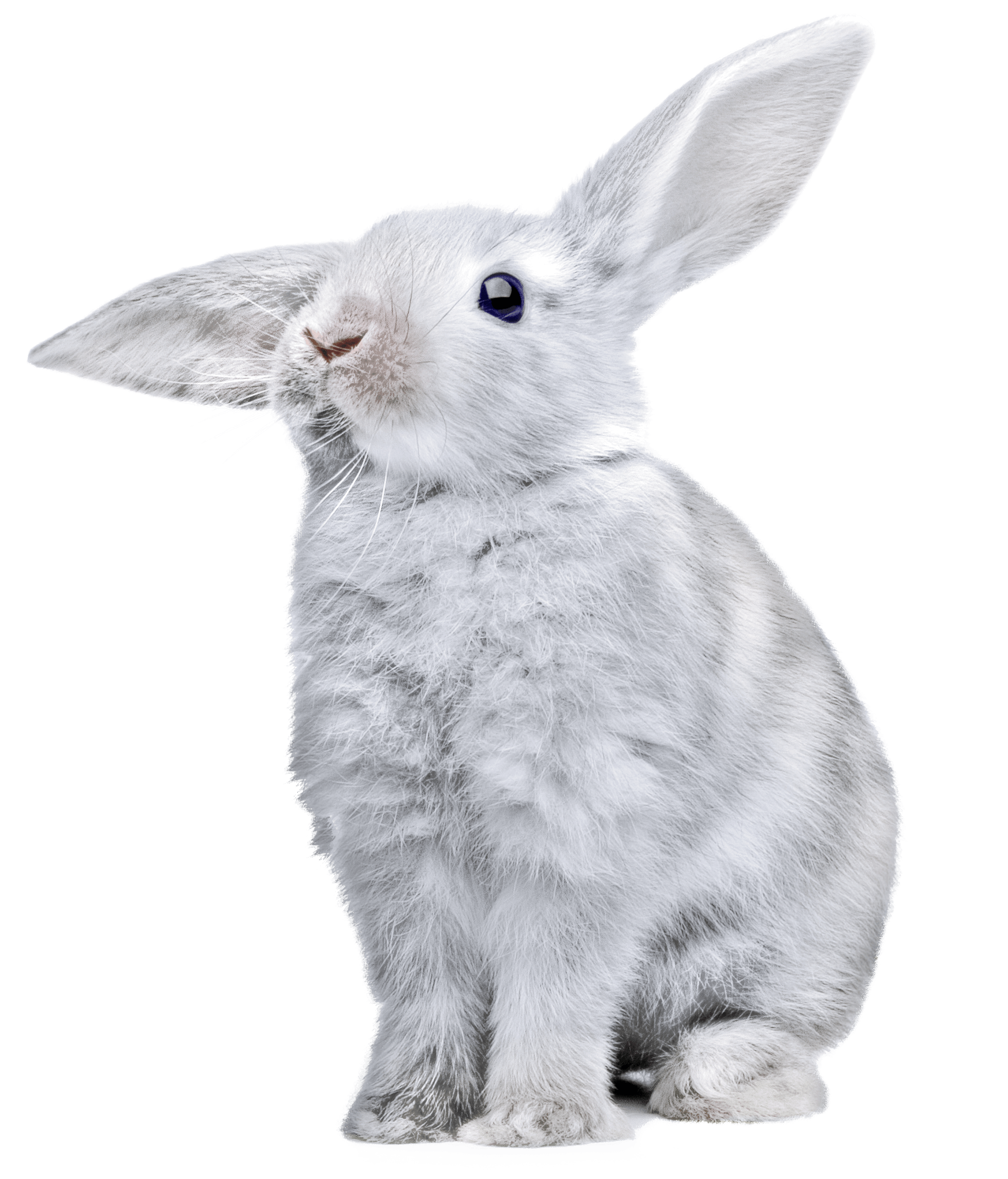 white rabbit with huge ears PNG Image - PurePNG | Free transparent CC0