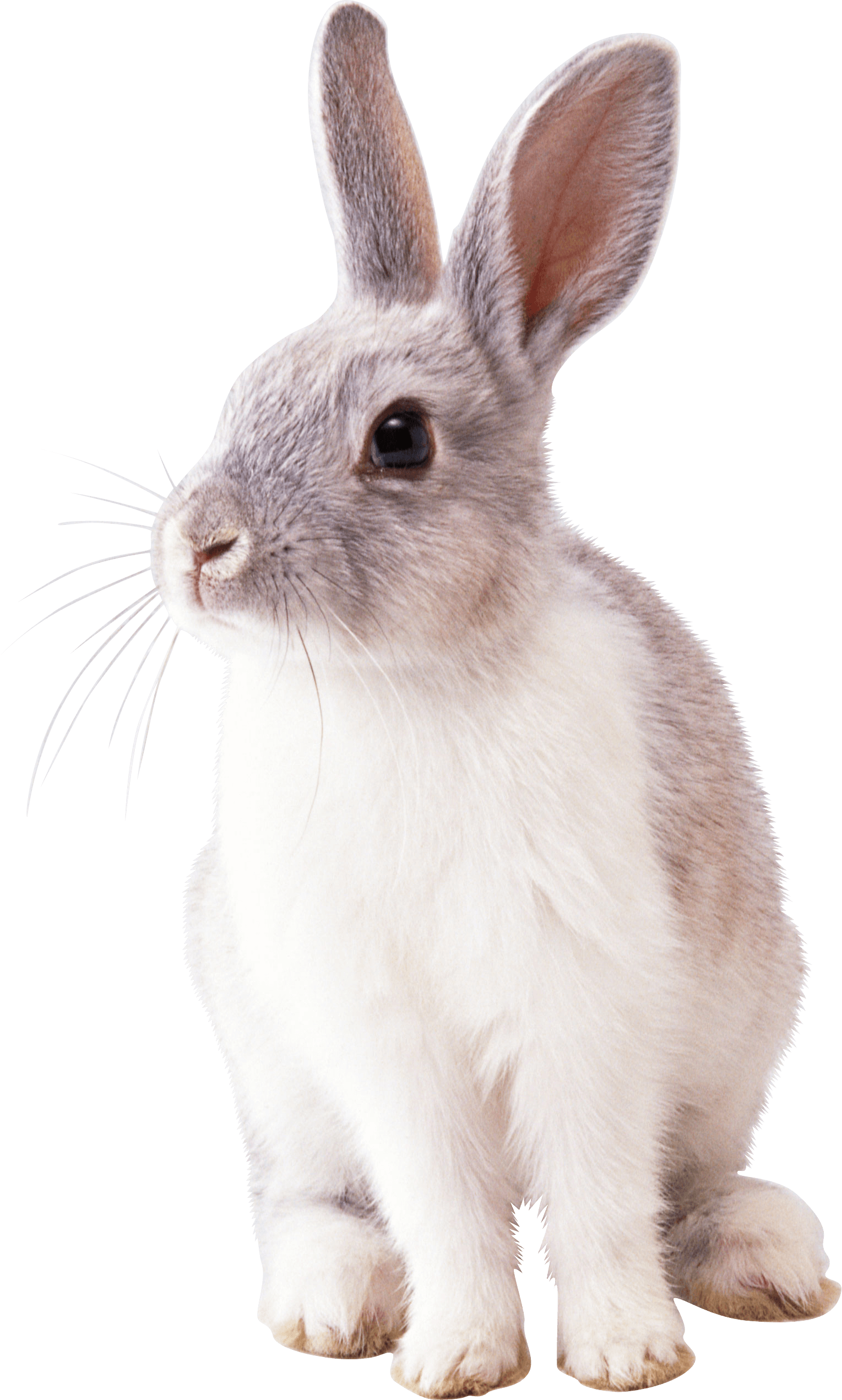 white rabbit PNG Image