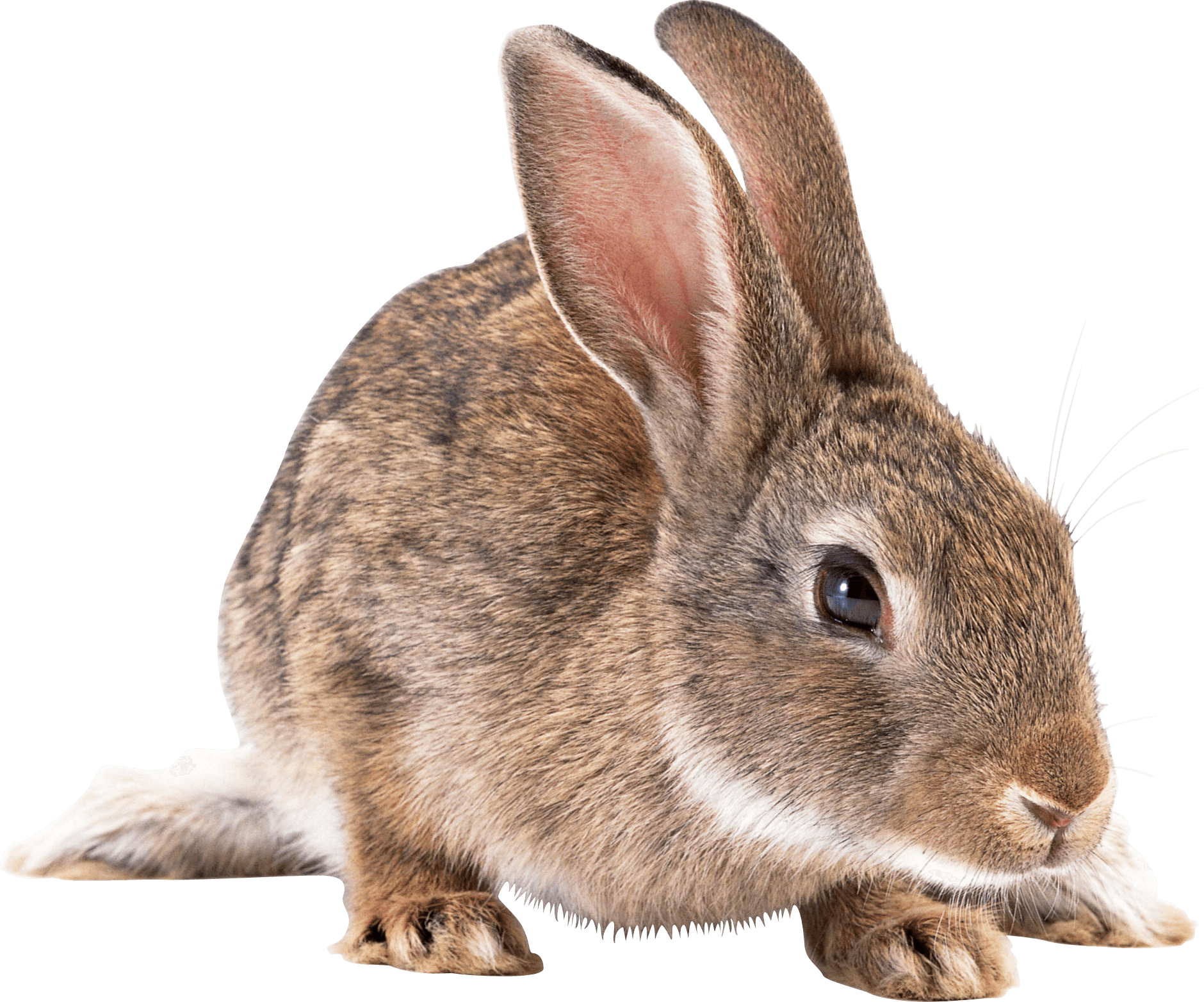 brown rabbit PNG Image