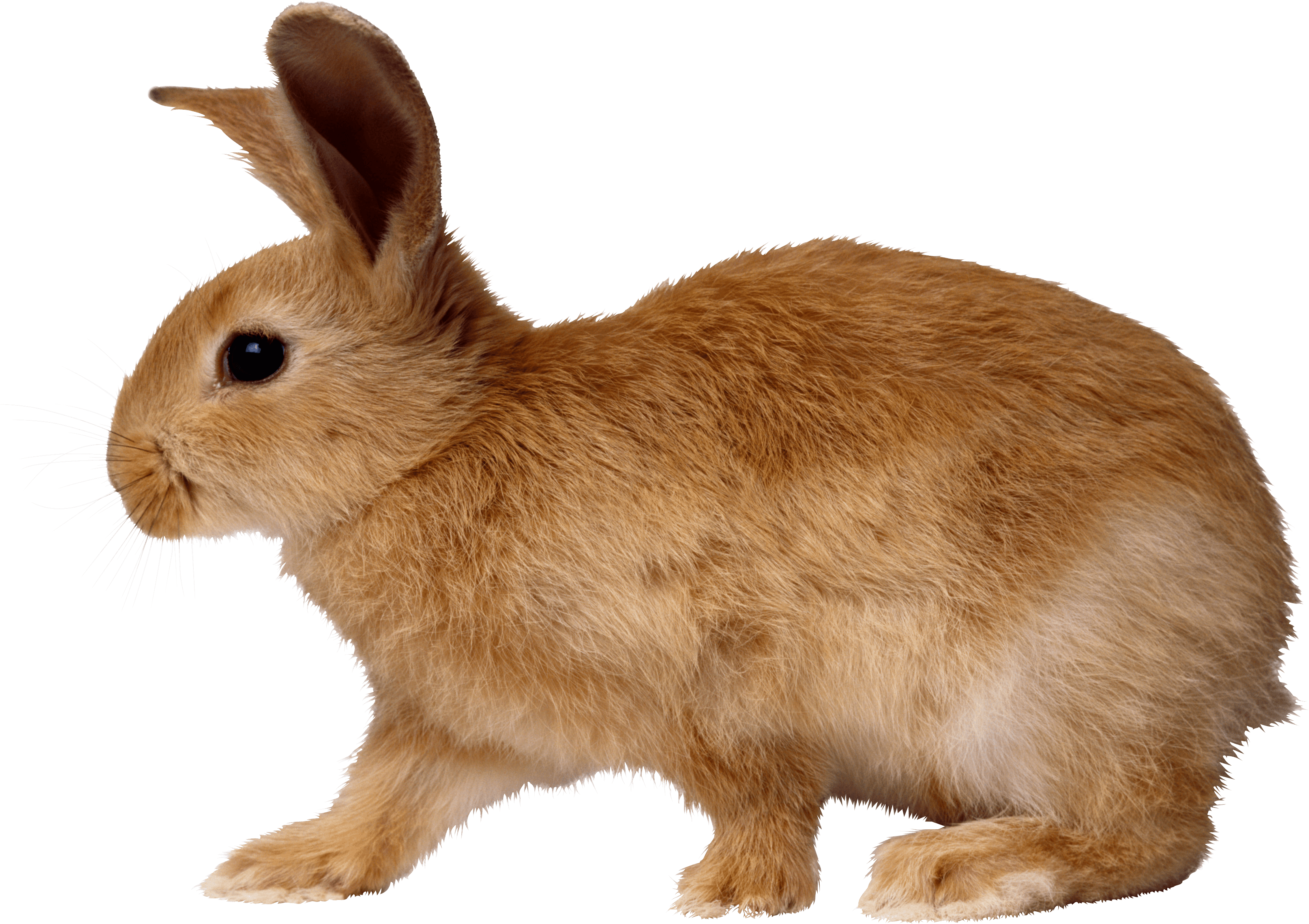 blonde rabbit walking from side PNG Image