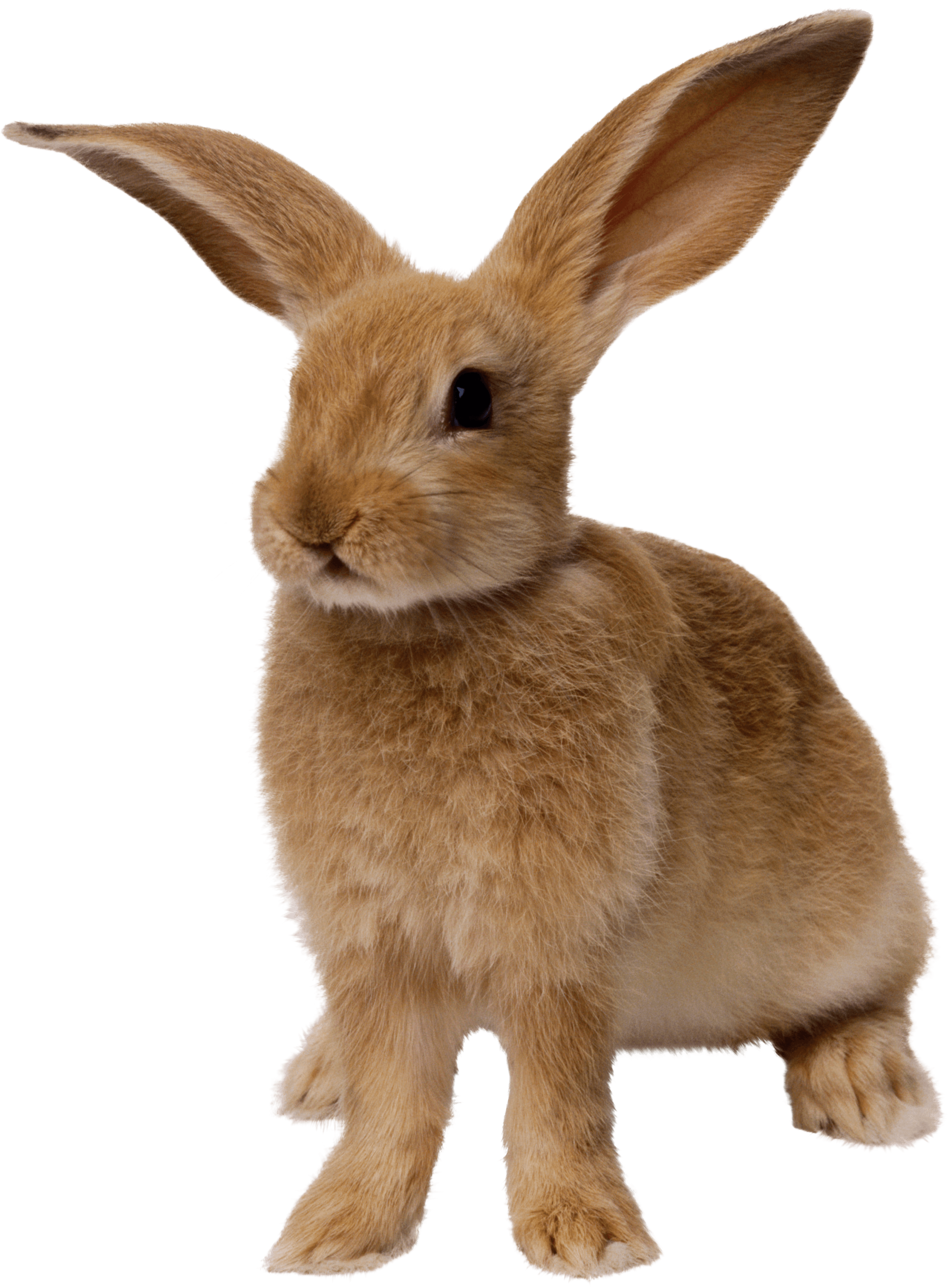 thin brown rabbit standing PNG Image