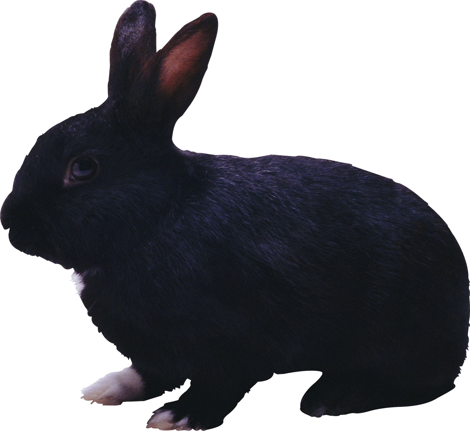 black rabbit PNG Image