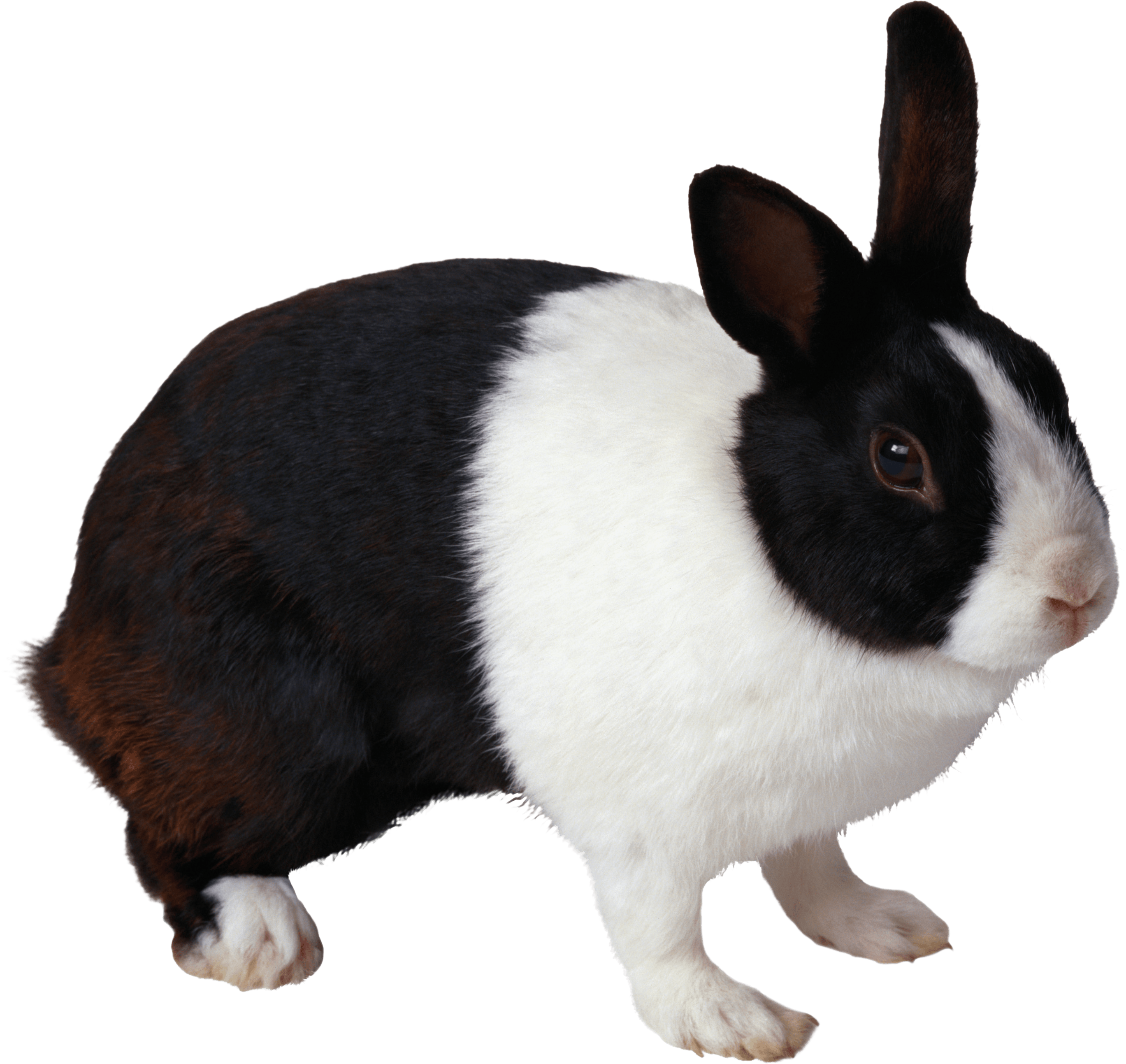 black and white rabbit PNG Image