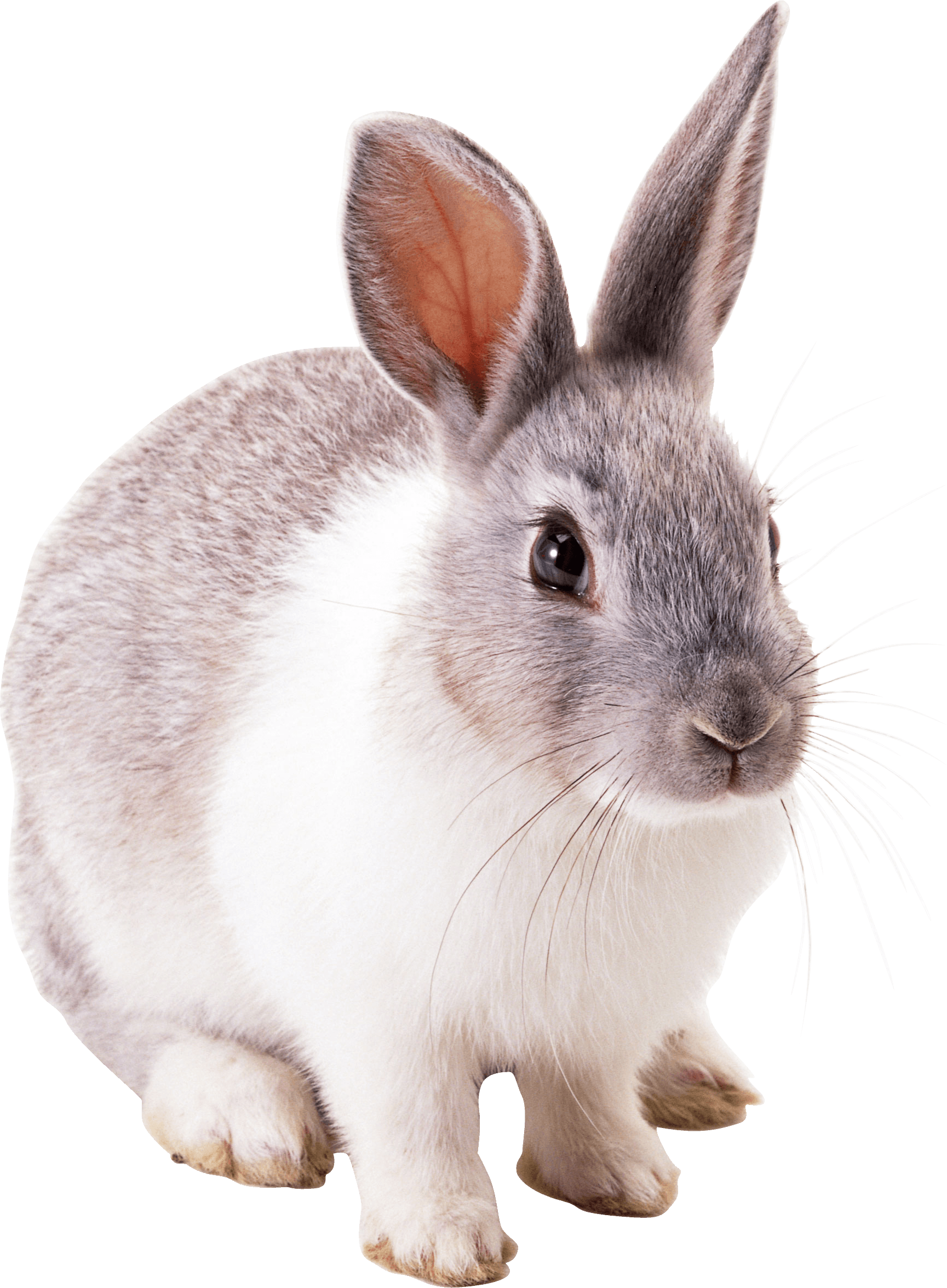white gray rabbit PNG Image