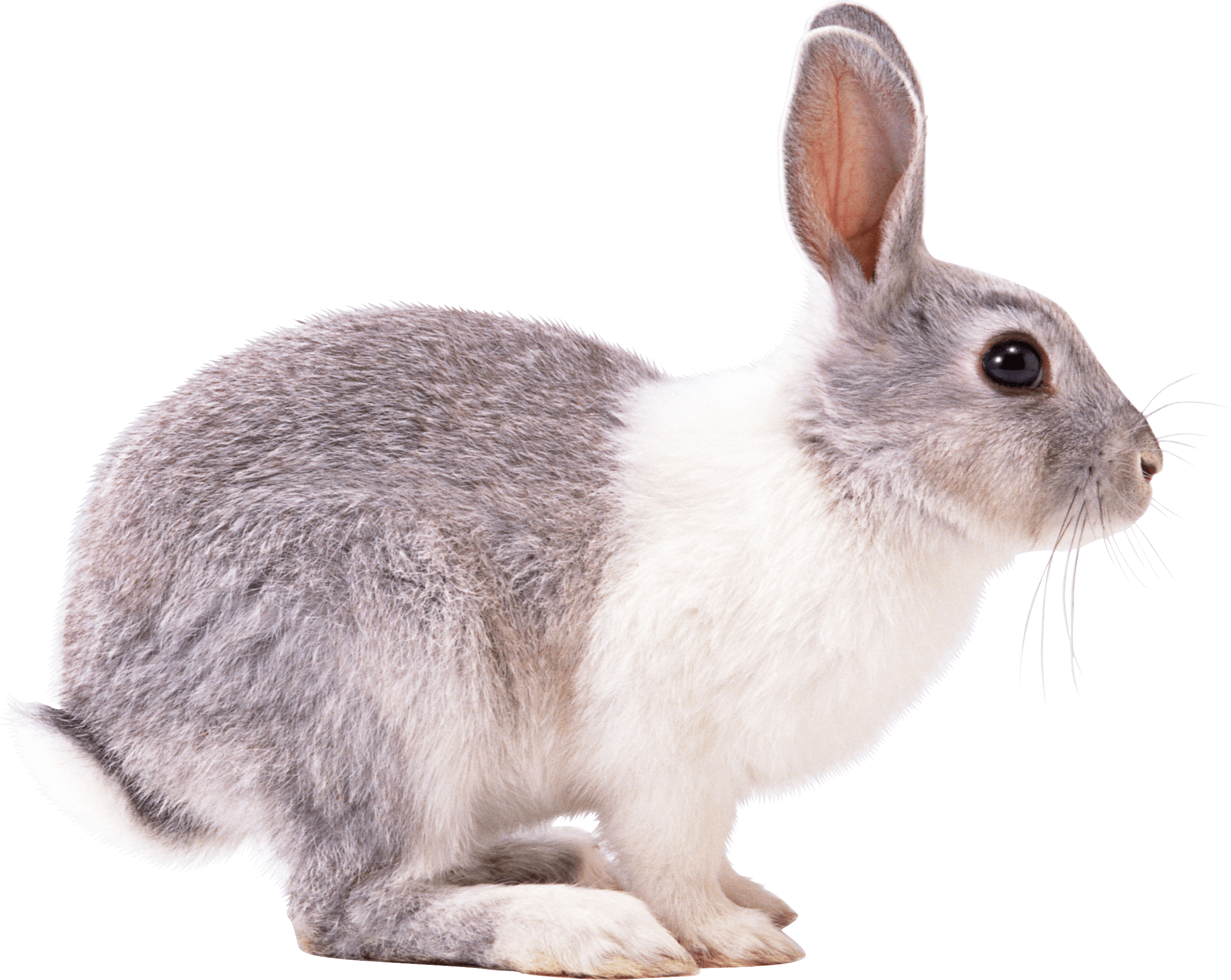 white gray rabbit sideview PNG Image