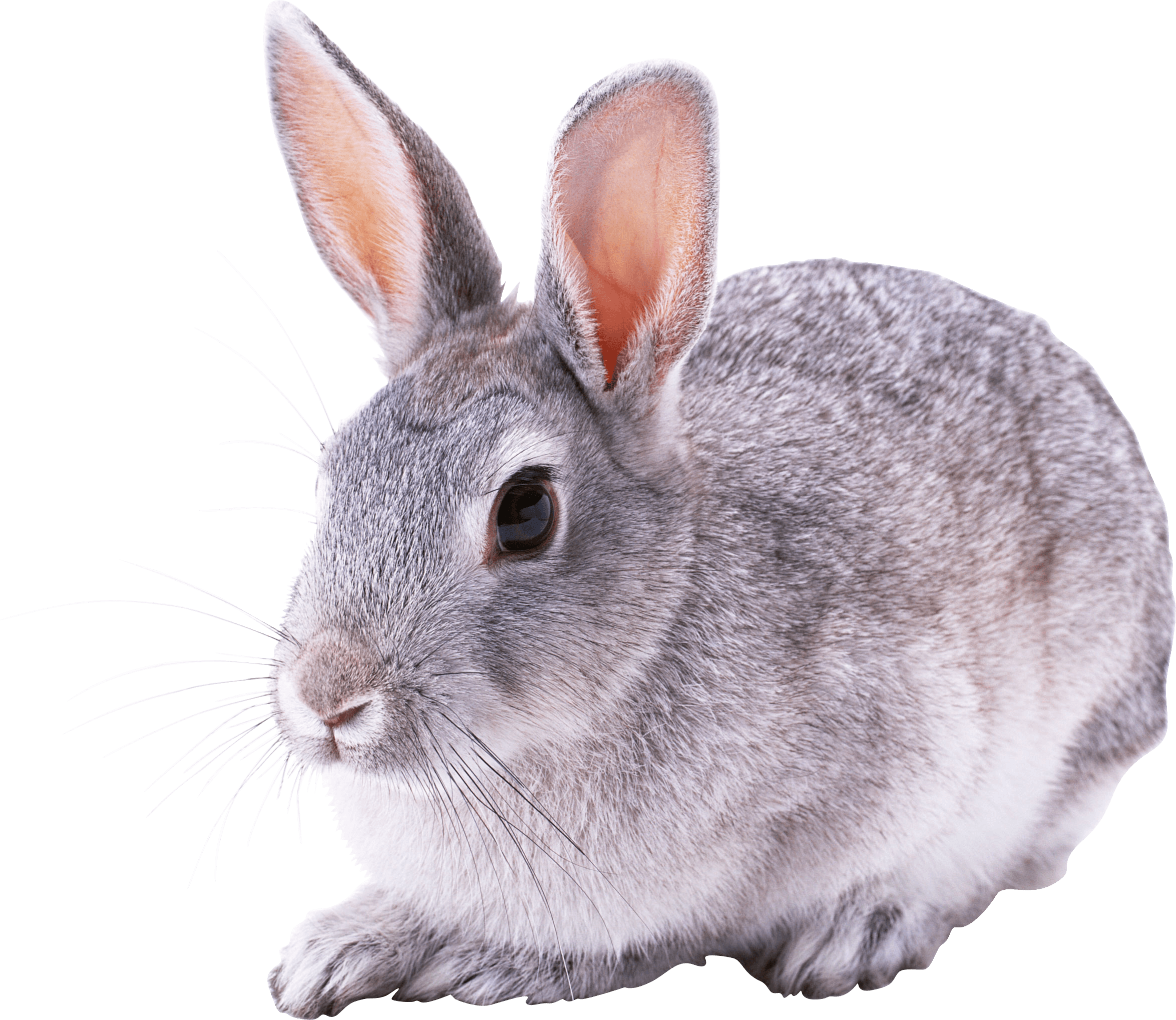 gray rabbit PNG Image