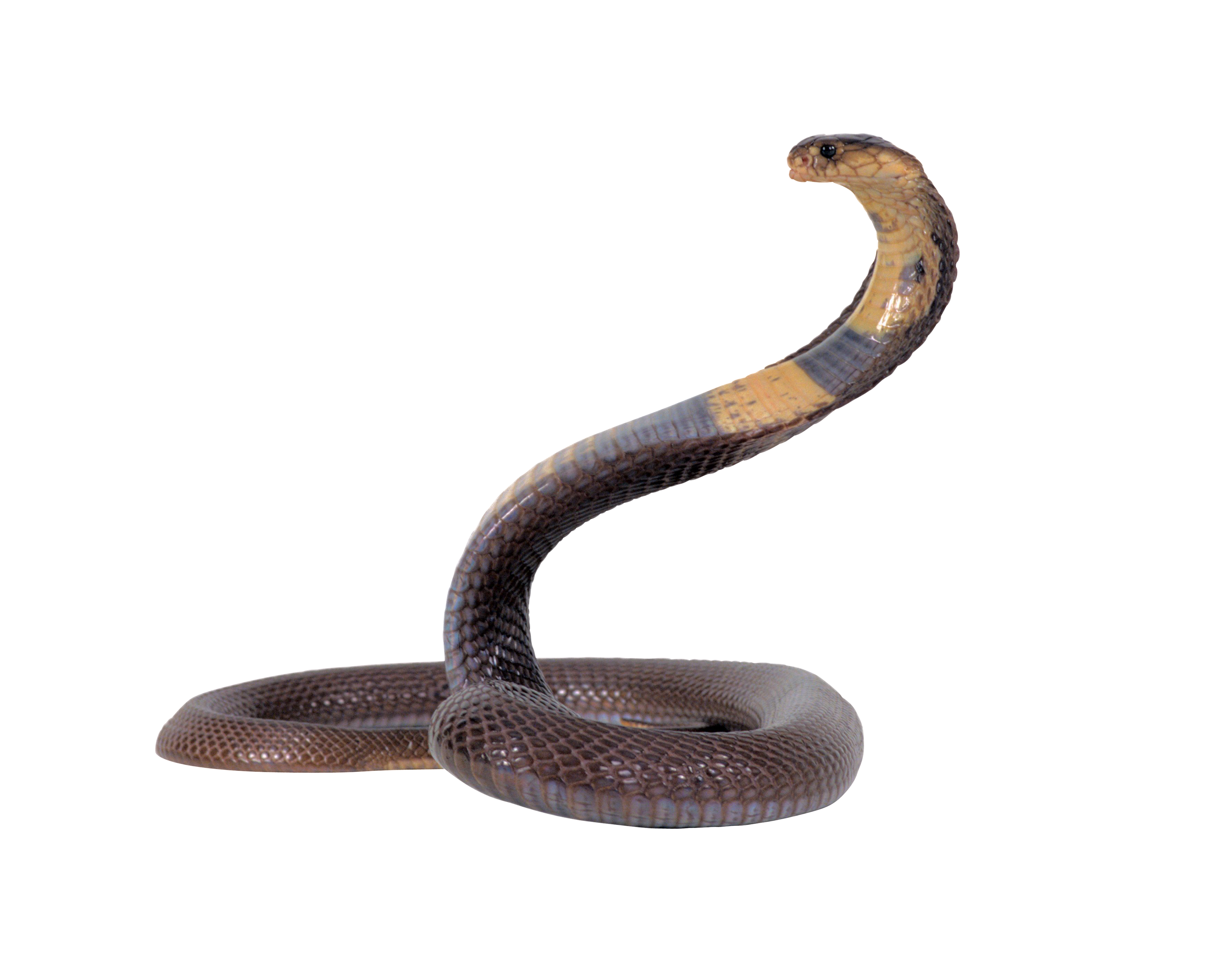 Snake Black PNG Image