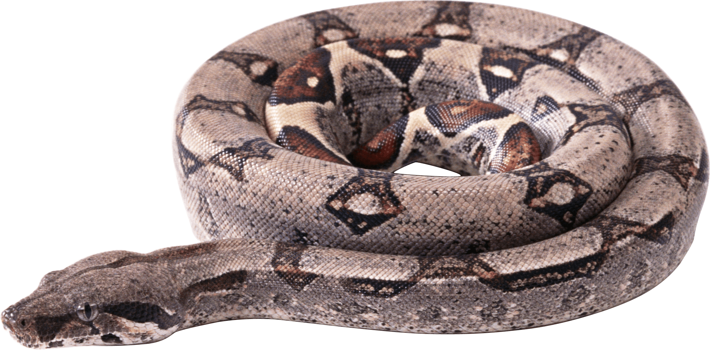 Curling Snake PNG Image