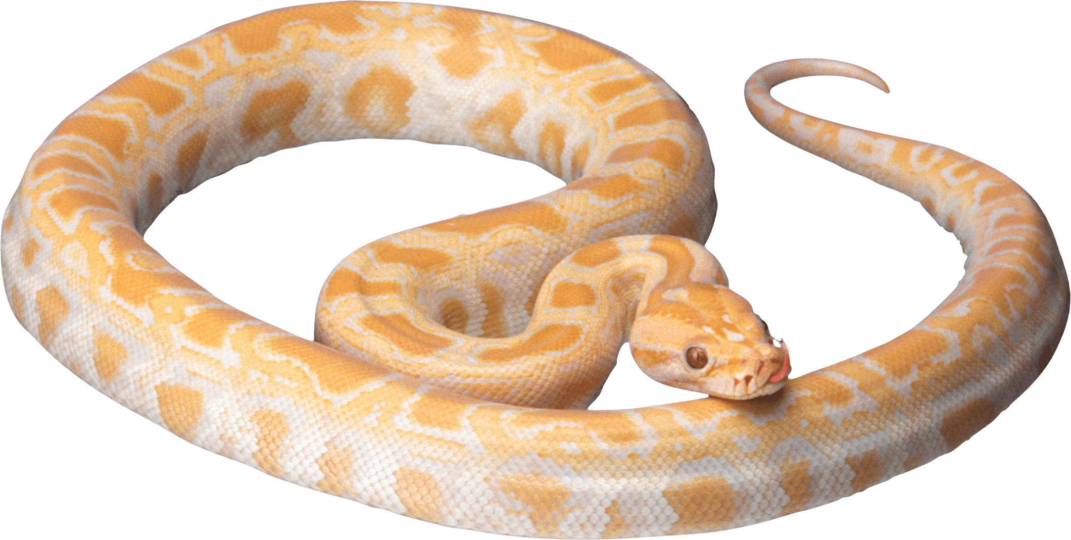 Yellow Snake PNG Image
