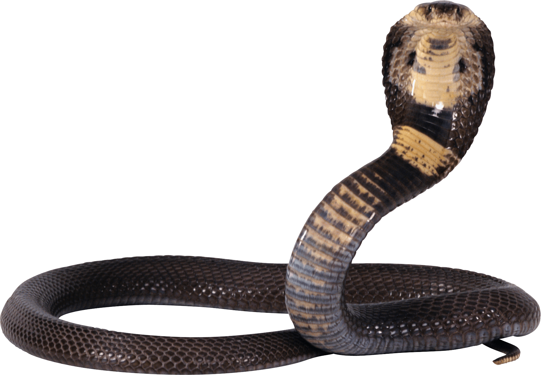 Black and Yellow snake PNG Image
