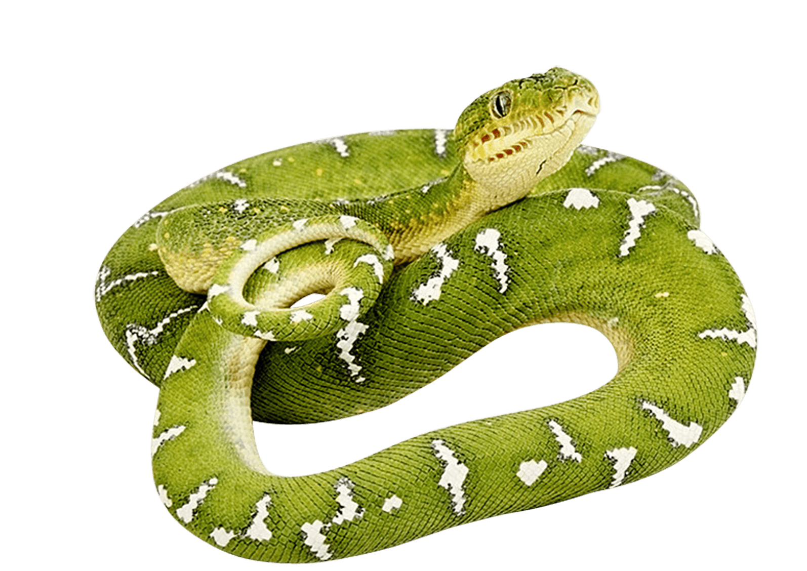 Green Snake twirling PNG Image