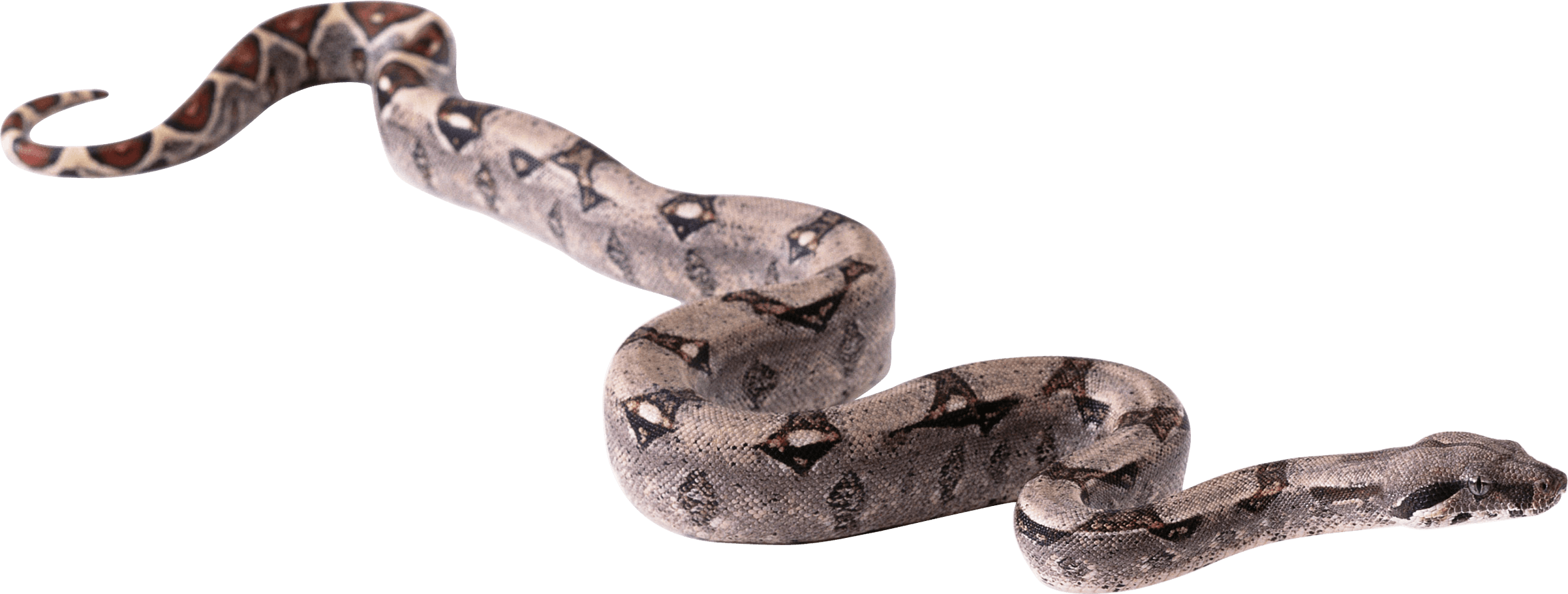 Grey Snake Twirling PNG Image