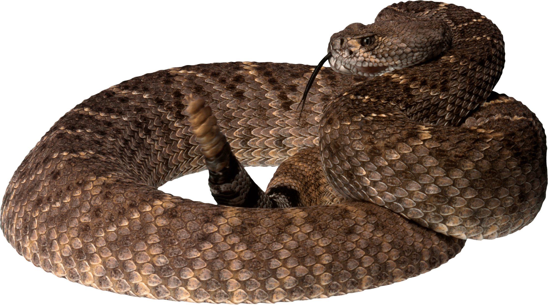 twirling Snake PNG Image
