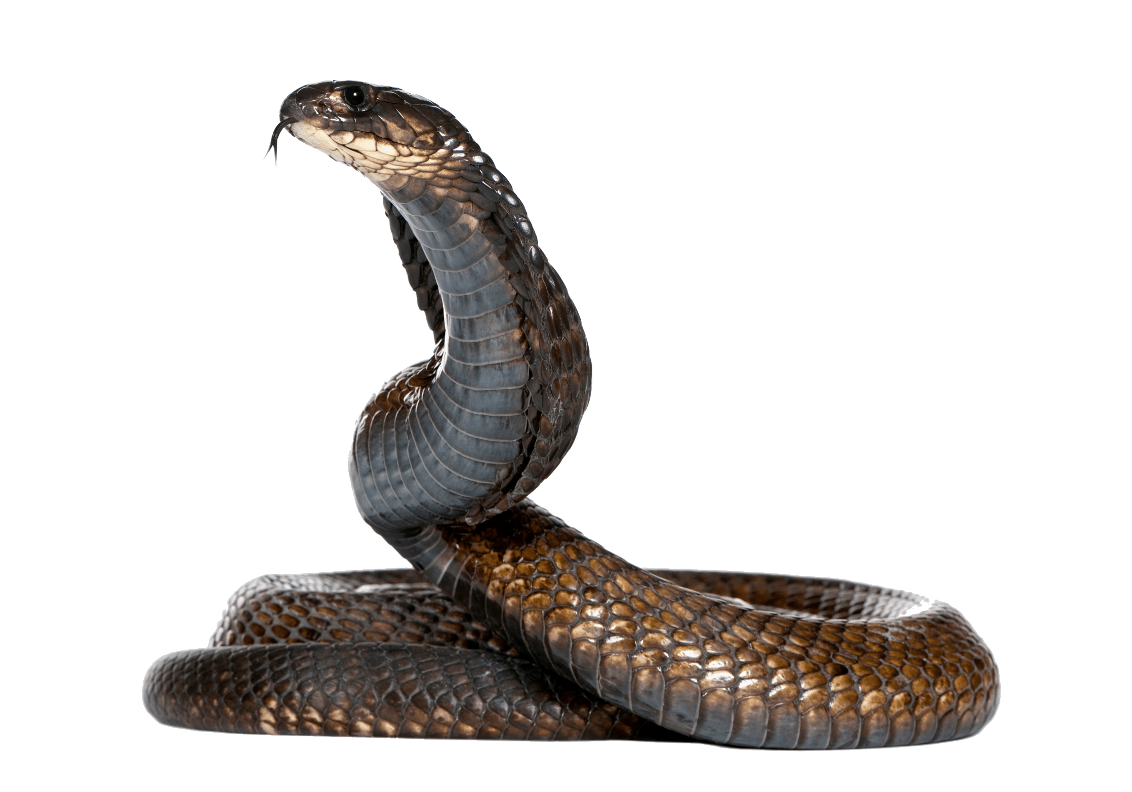 Cobra Twirling PNG Image