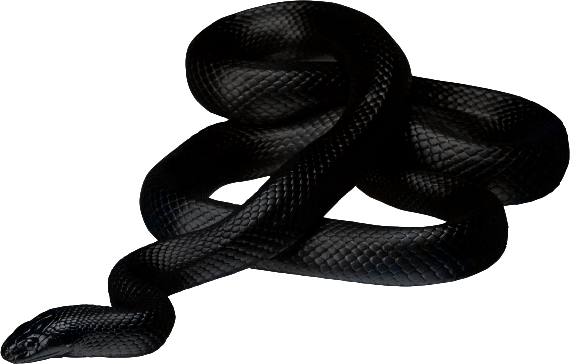 Black Snake twirling PNG Image
