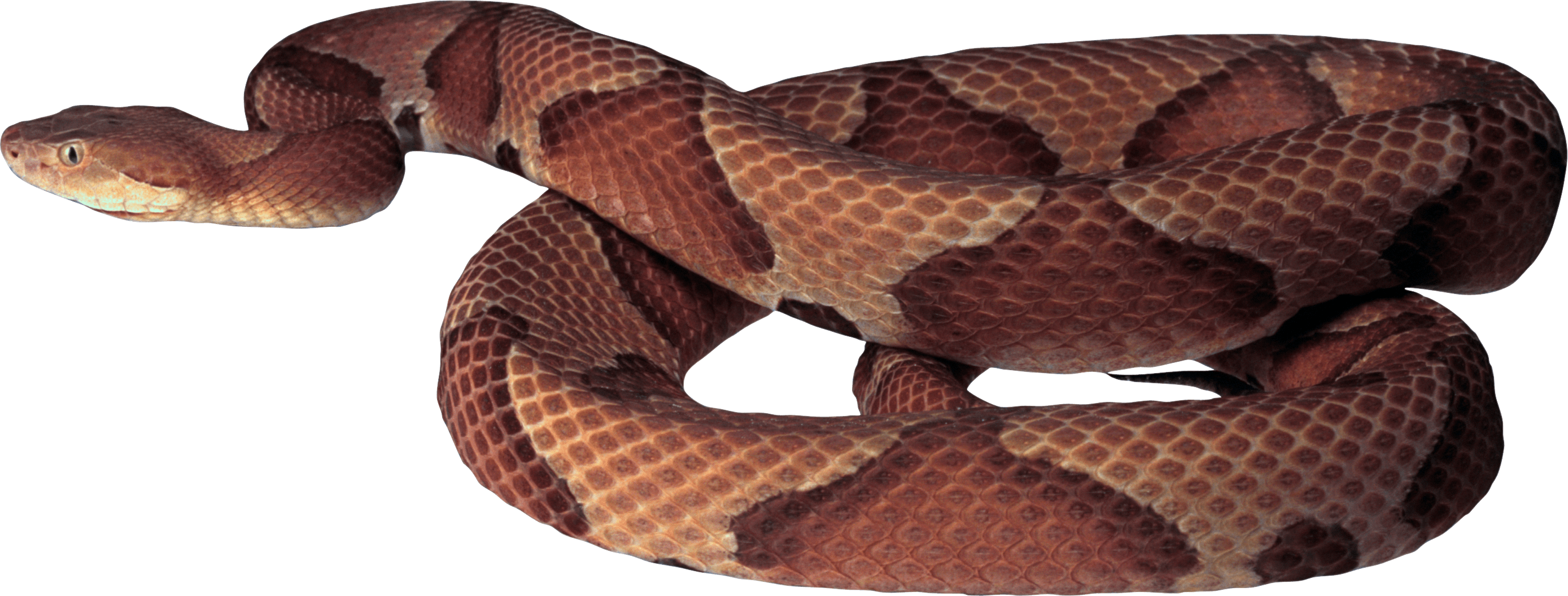 Brown Snake PNG Image