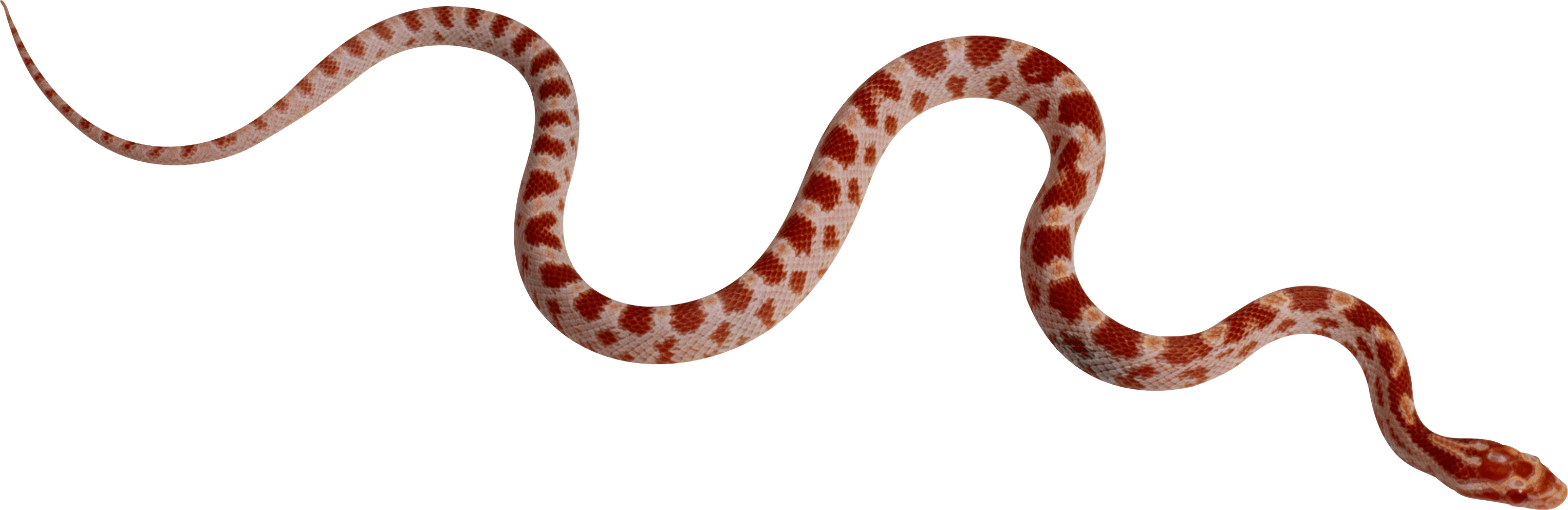 red Snake PNG Image