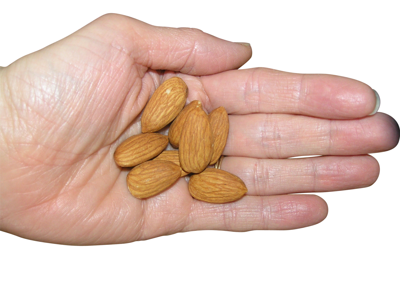 Almonds in Palm PNG Image