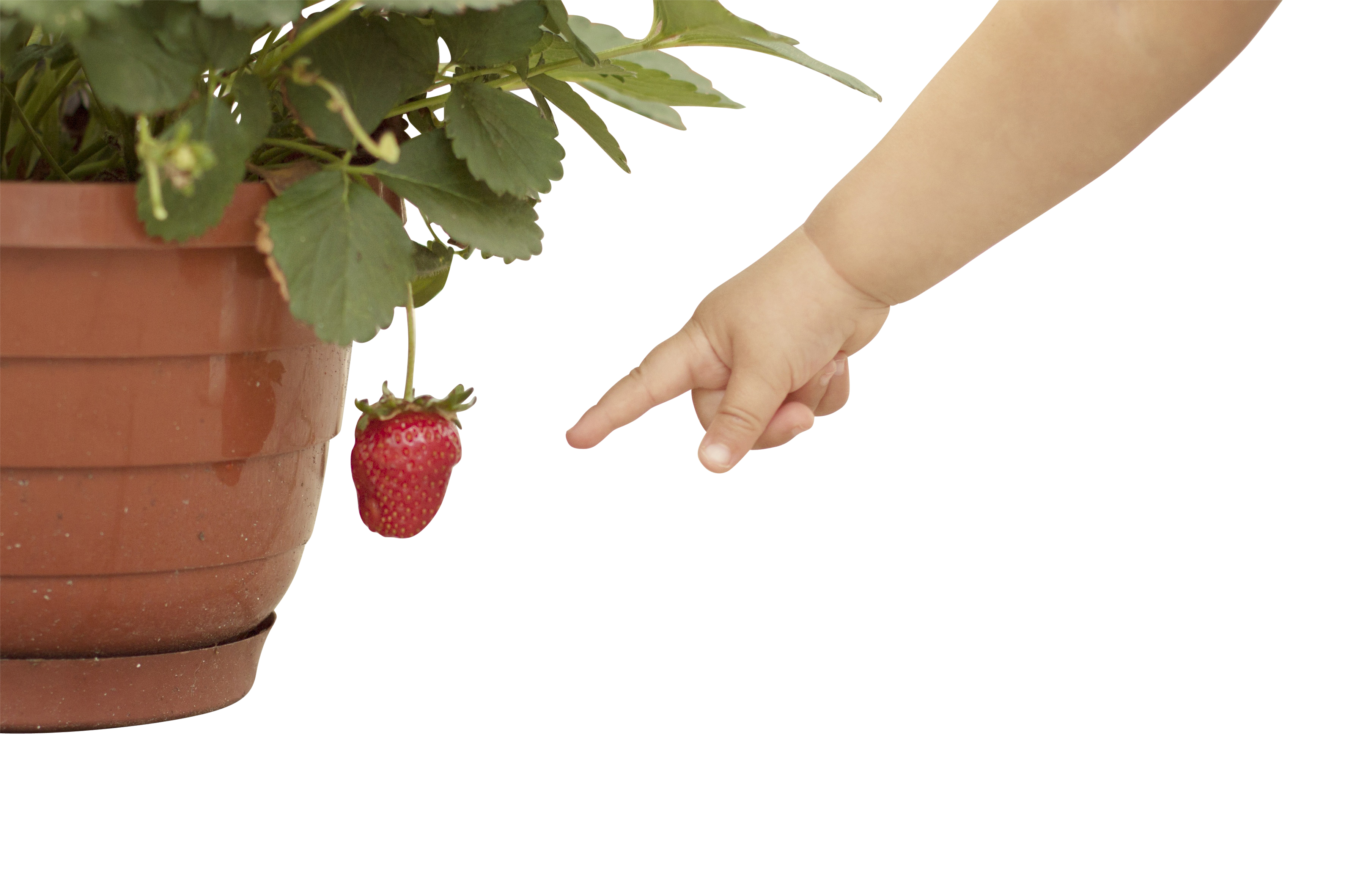 Baby hand Pointing at Strawberry
