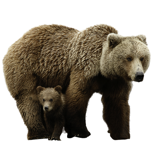 bear PNG transparent image download, size: 4000x3097px