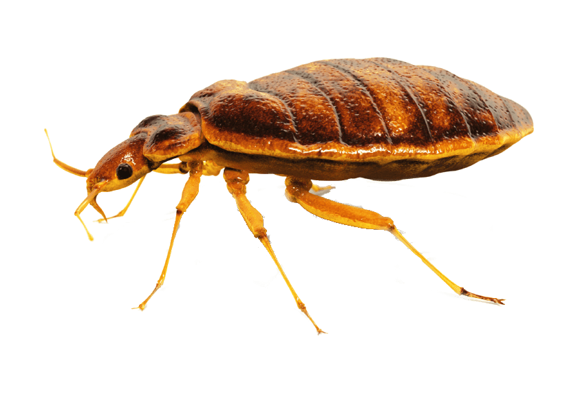 Bed Bug PNG Image
